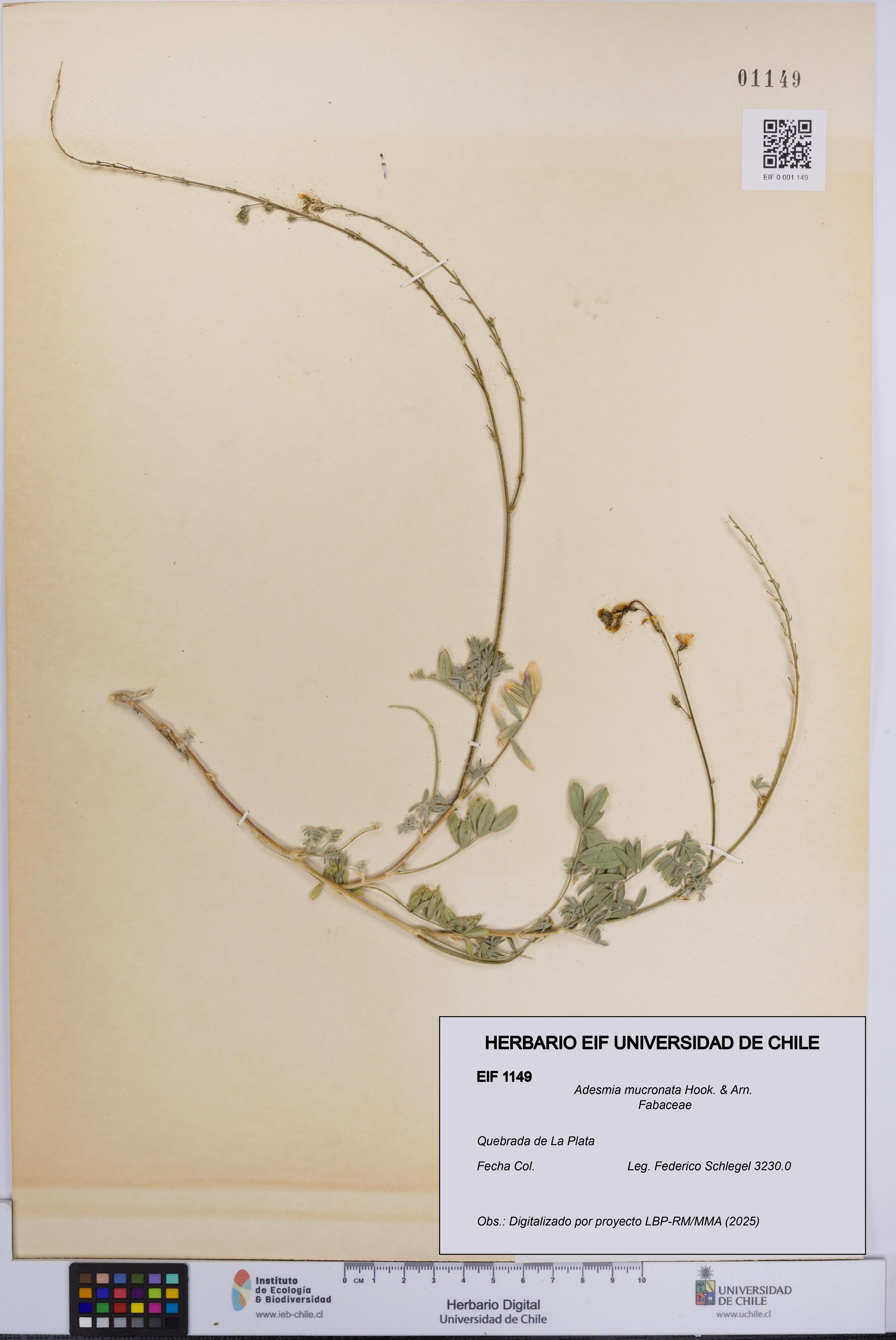 Adesmia mucronata [Espécimen: ]
