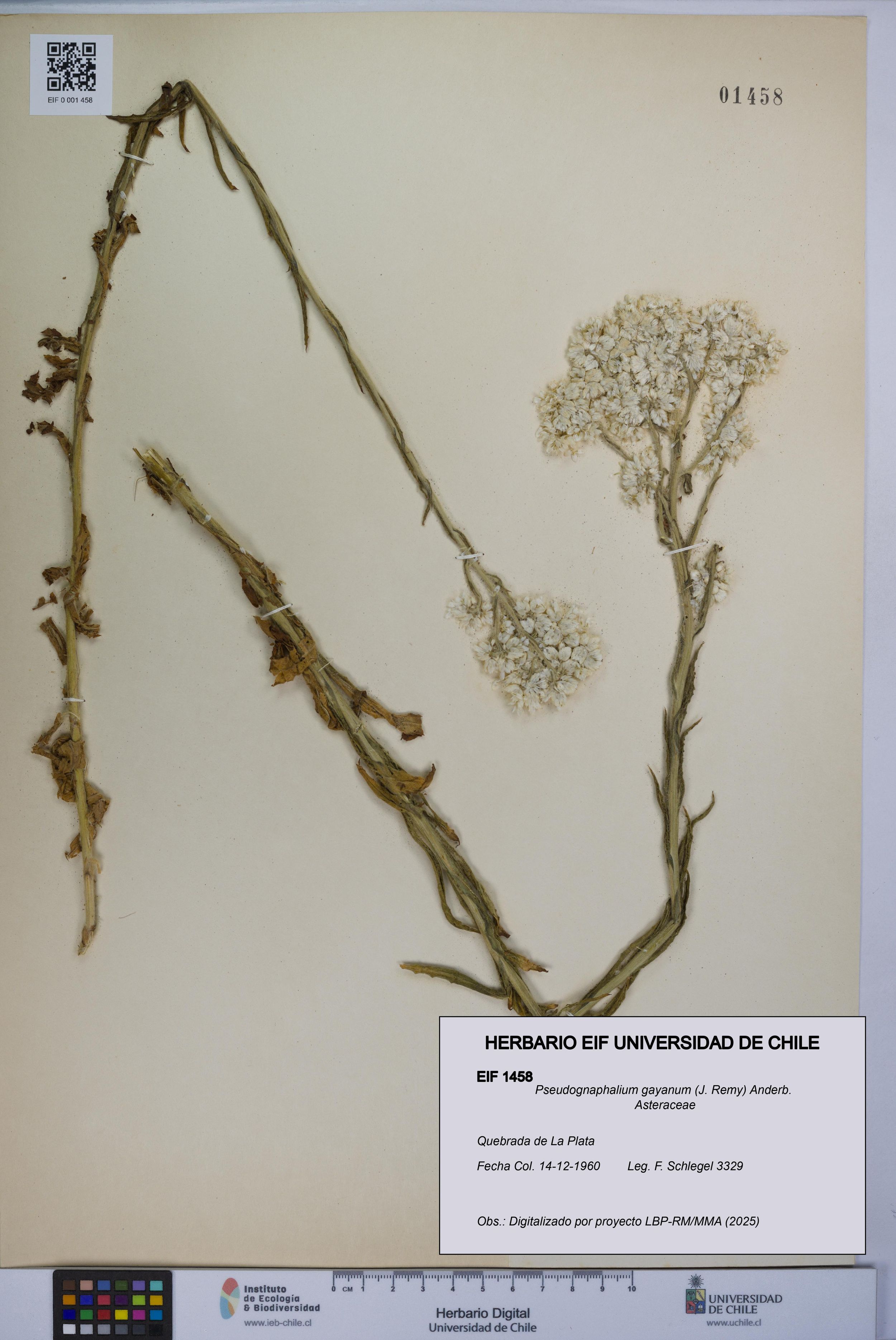 Pseudognaphalium gayanum [Espécimen: ]