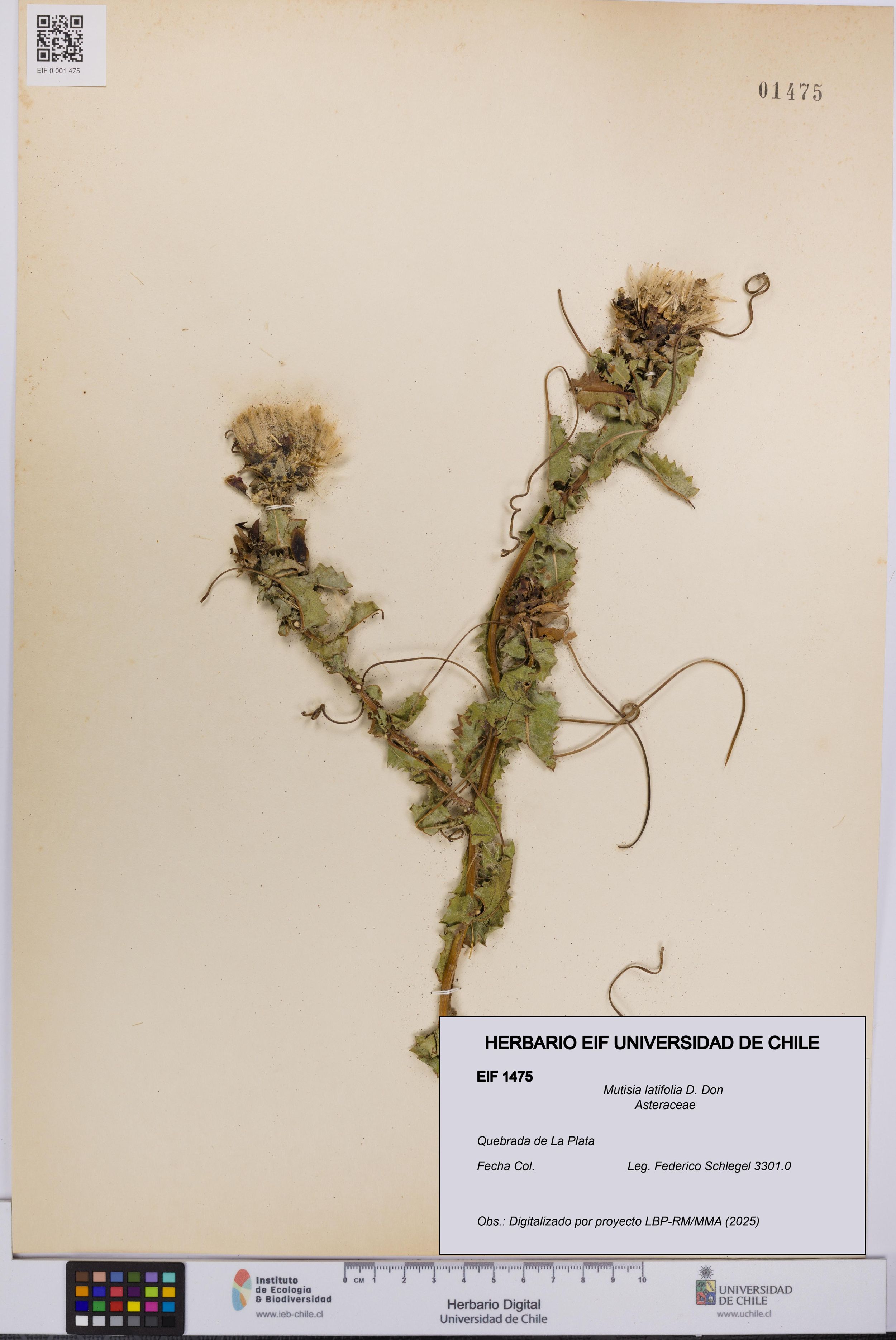 Mutisia latifolia [Espécimen: ]