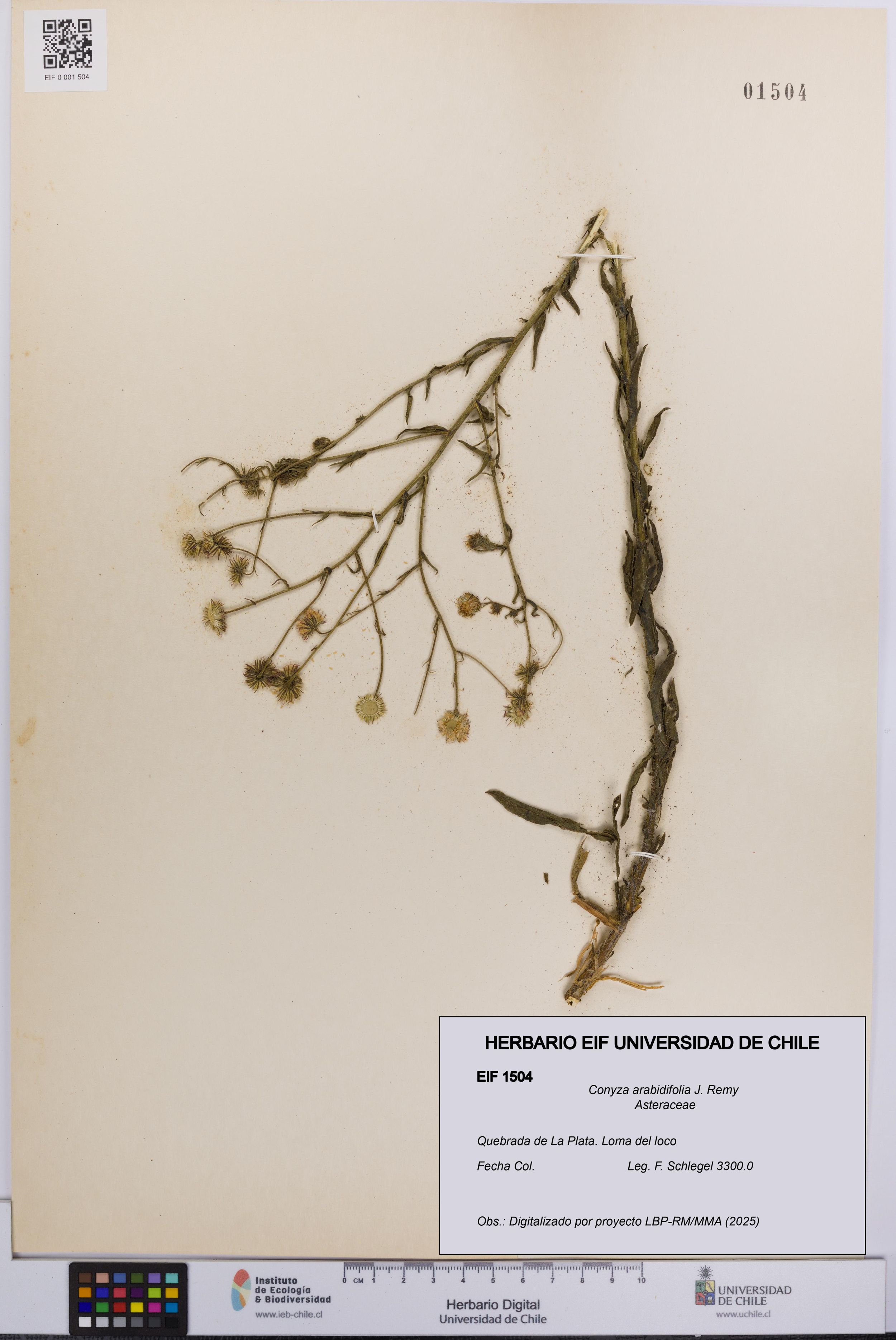Conyza arabidifolia [Espécimen: ]