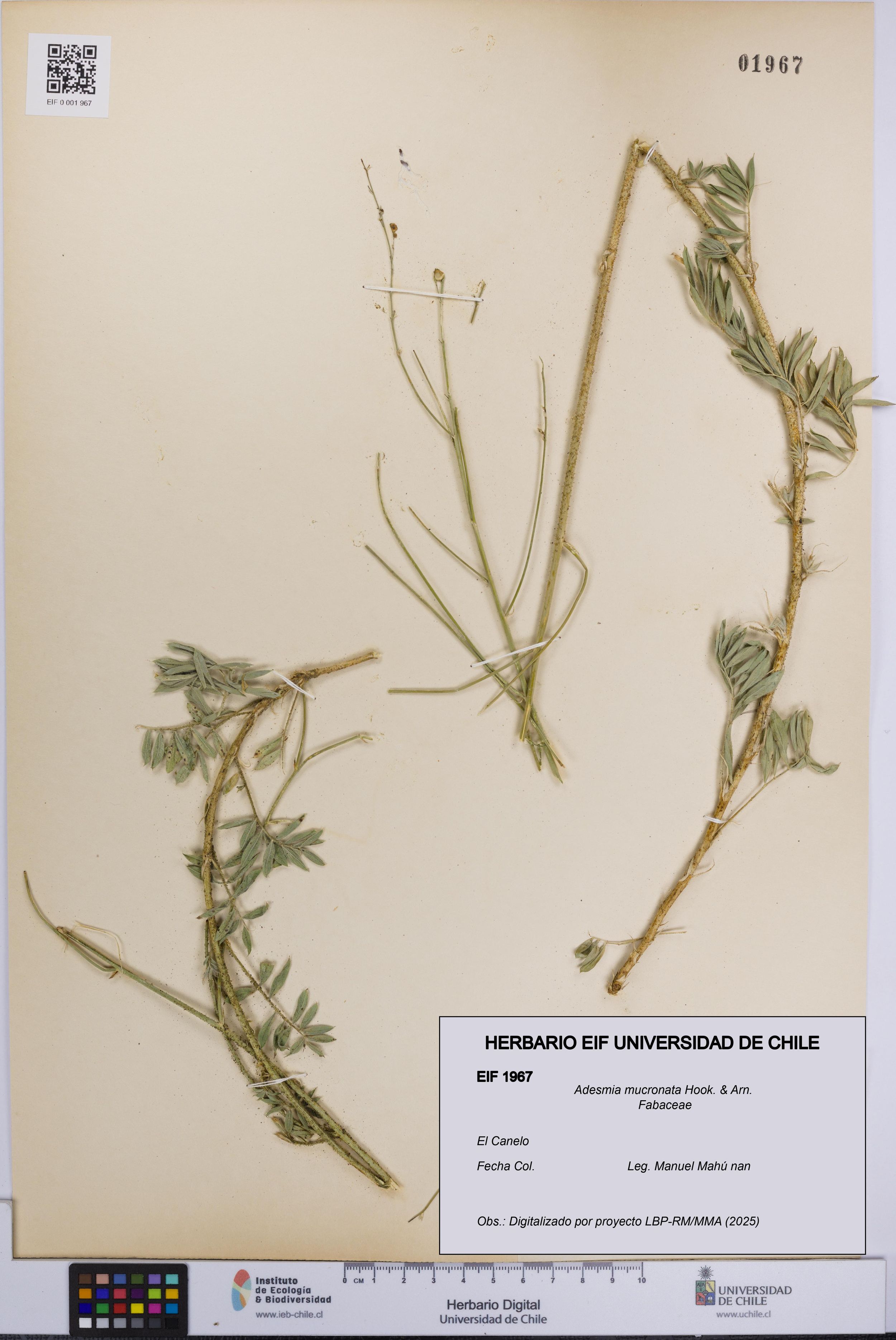 Adesmia mucronata [Espécimen: ]