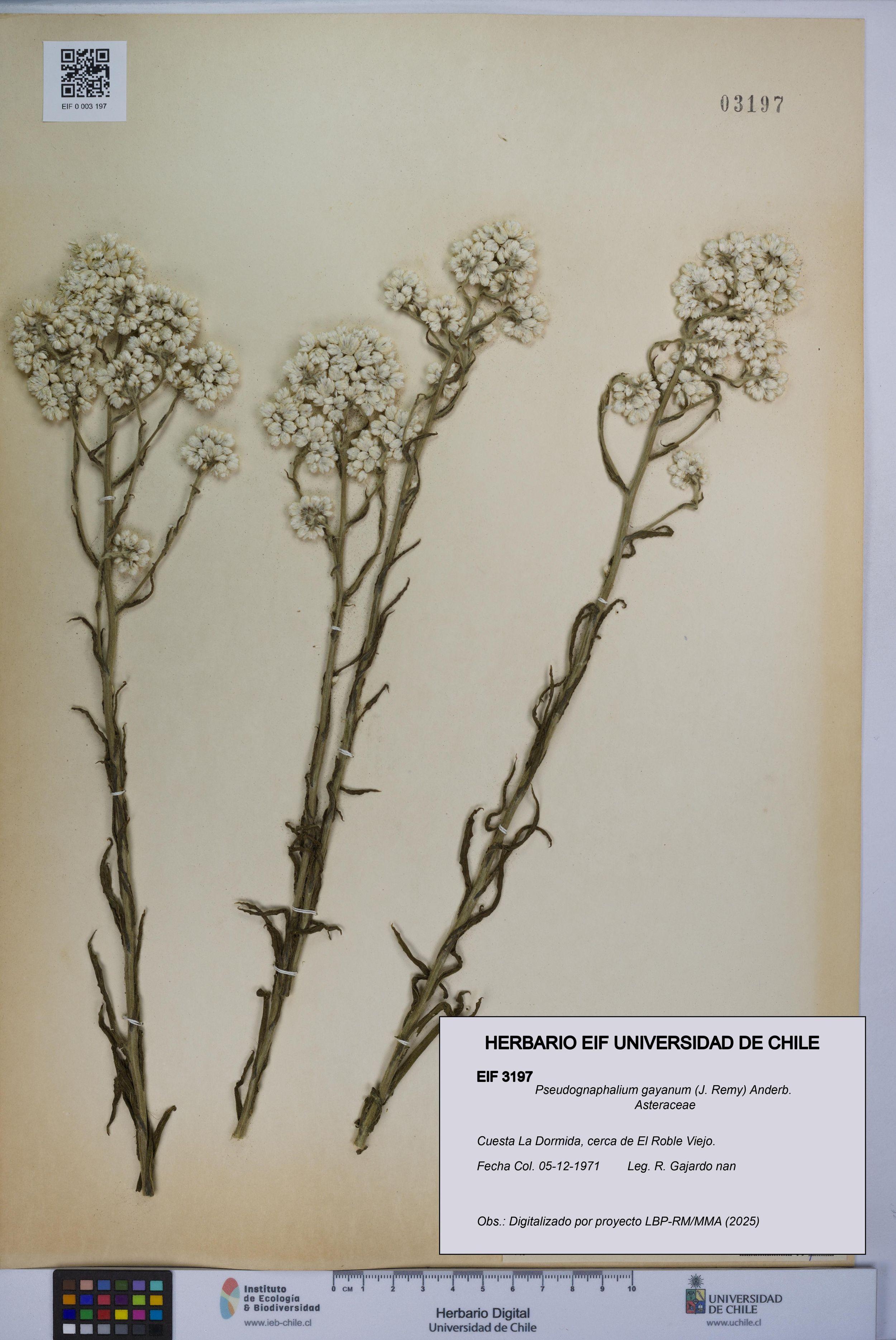 Pseudognaphalium gayanum [Espécimen: ]