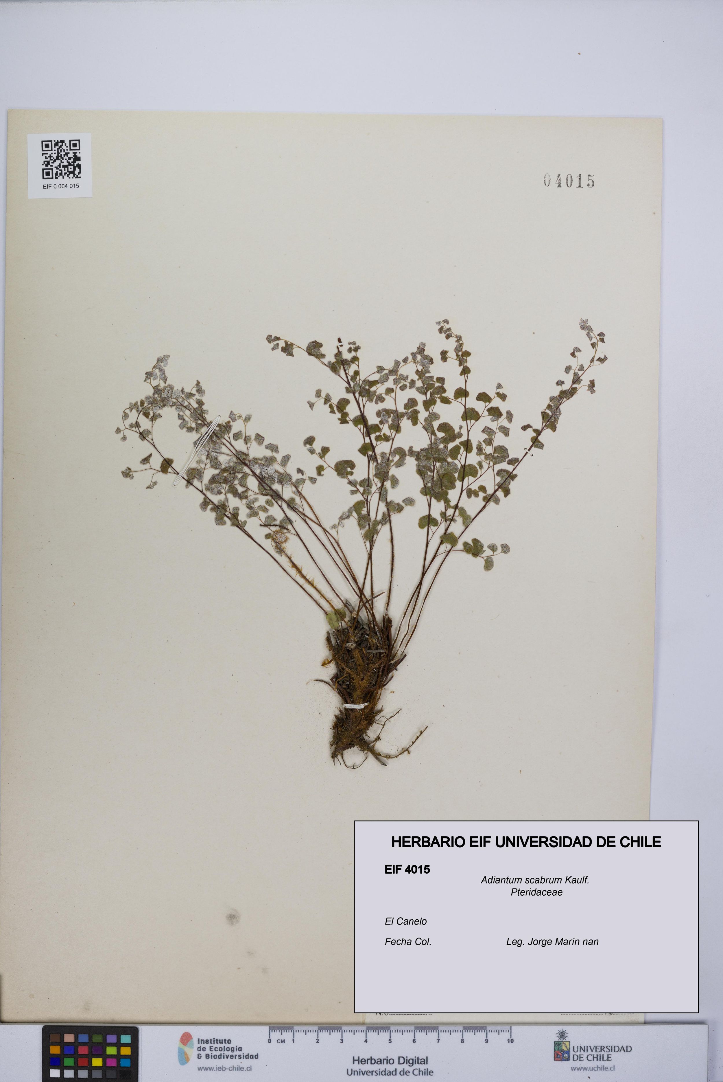 Adiantum scabrum [Espécimen: ]