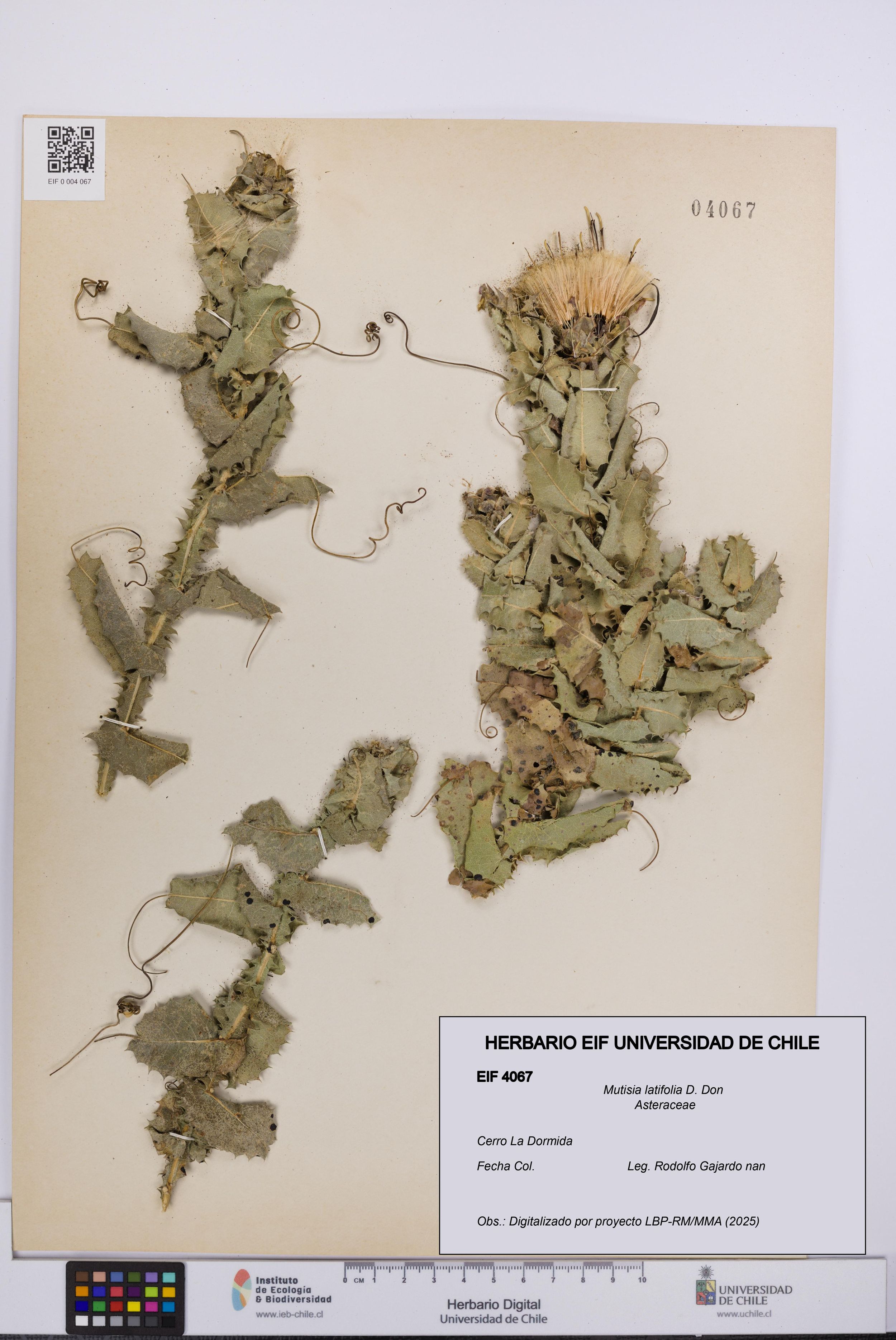 Mutisia latifolia [Espécimen: ]
