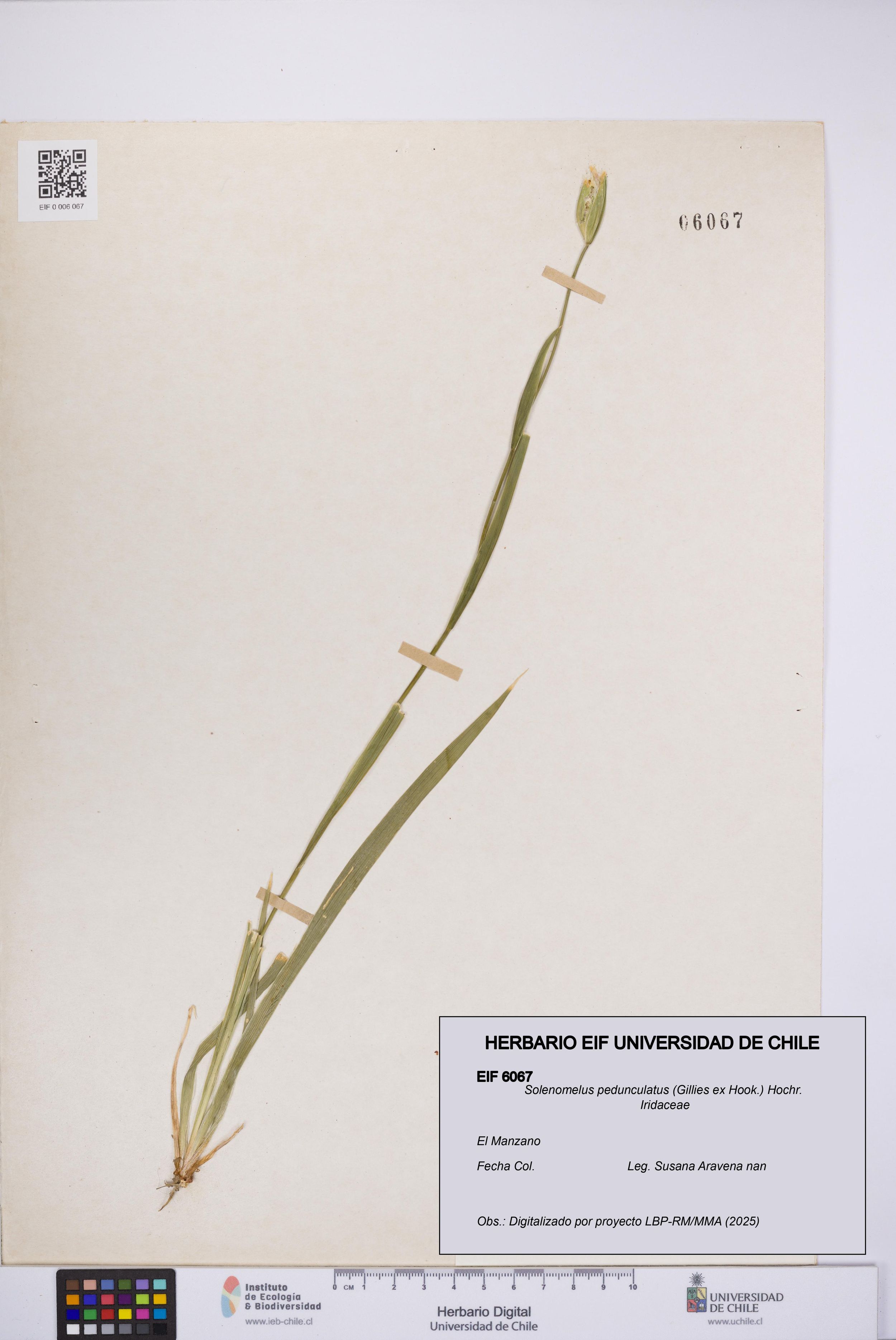 Solenomelus pedunculatus [Espécimen: ]
