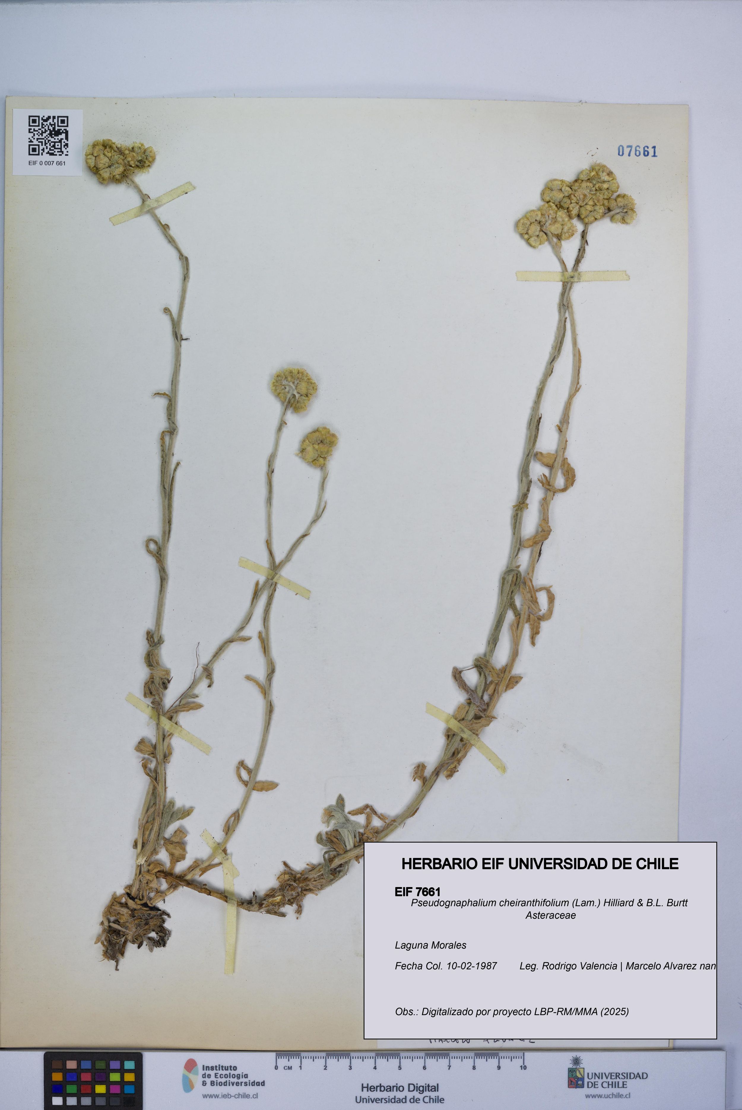 Pseudognaphalium cheiranthifolium [Espécimen: ]
