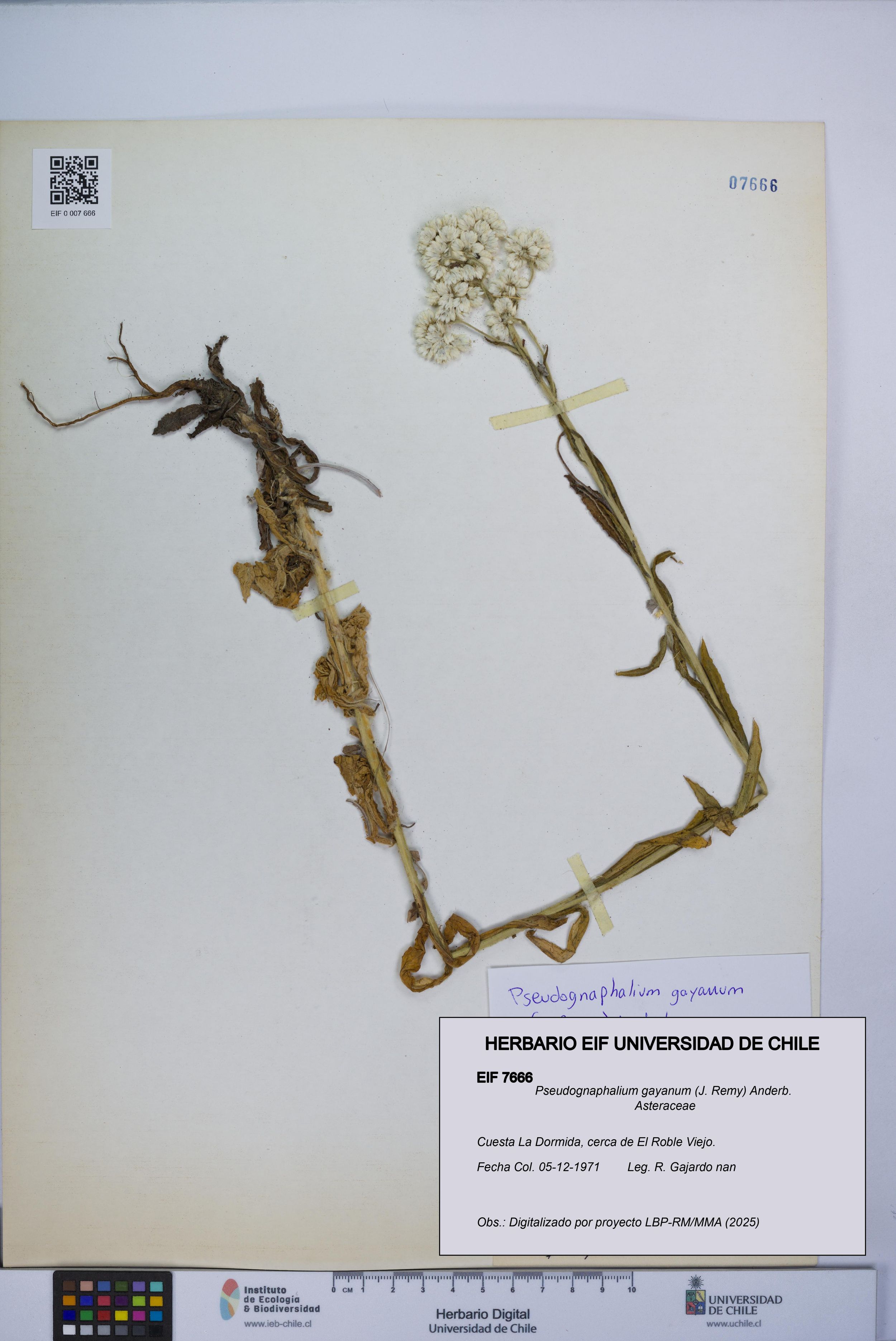 Pseudognaphalium gayanum [Espécimen: ]