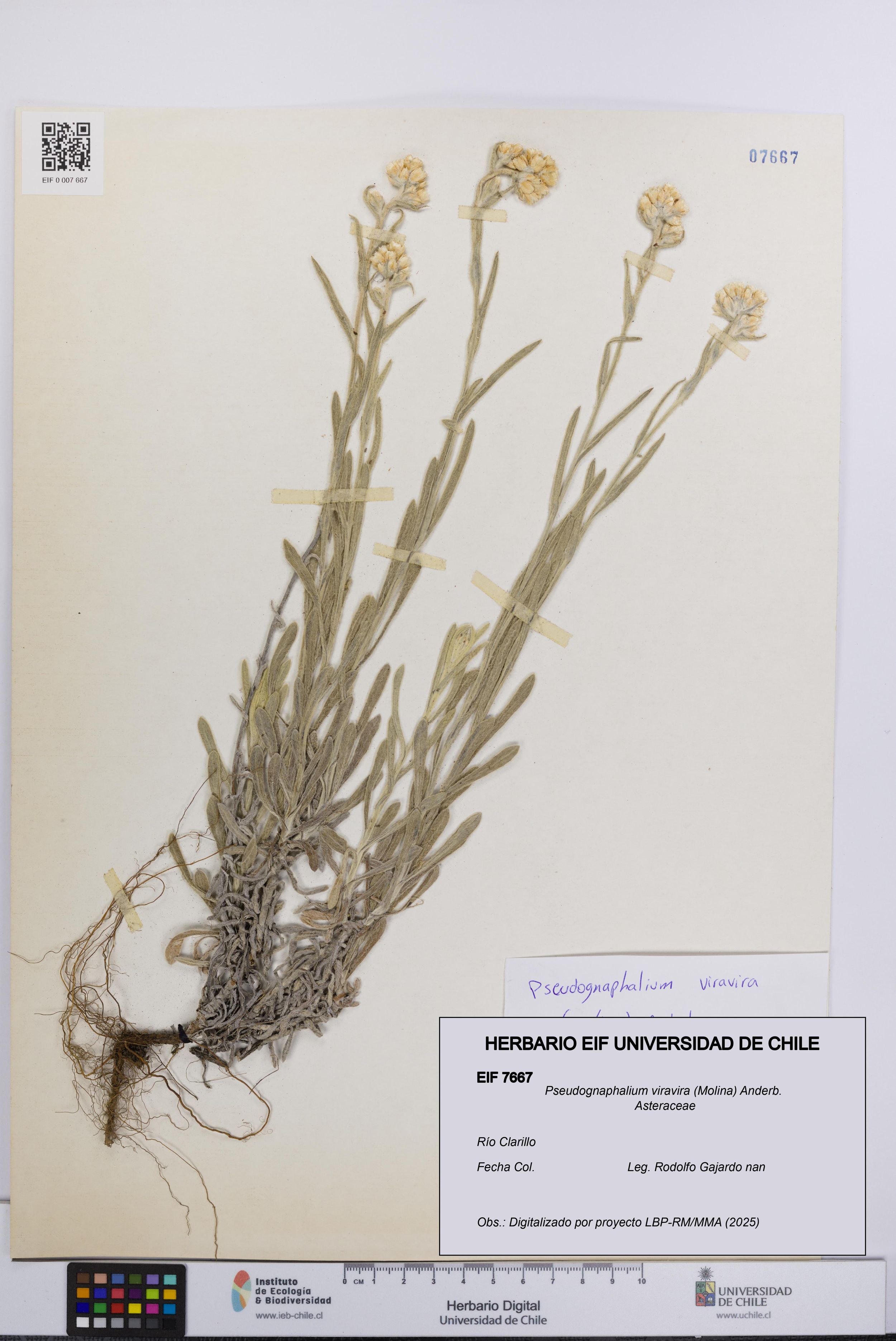 Pseudognaphalium viravira [Espécimen: ]
