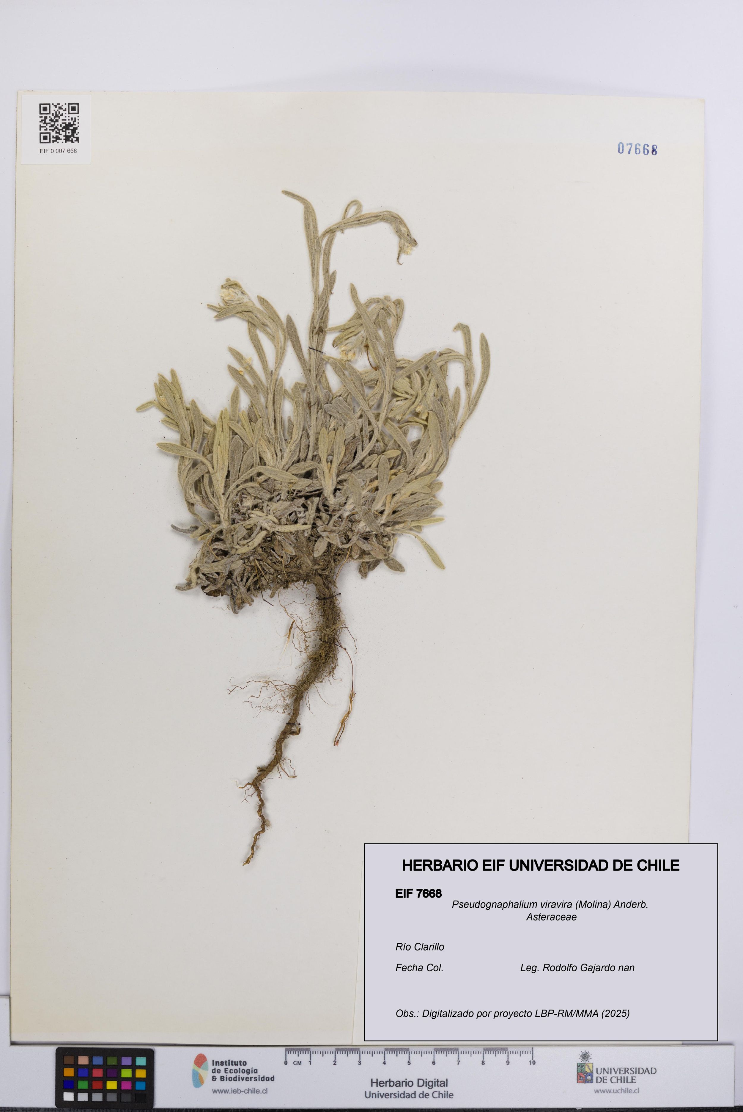 Pseudognaphalium viravira [Espécimen: ]