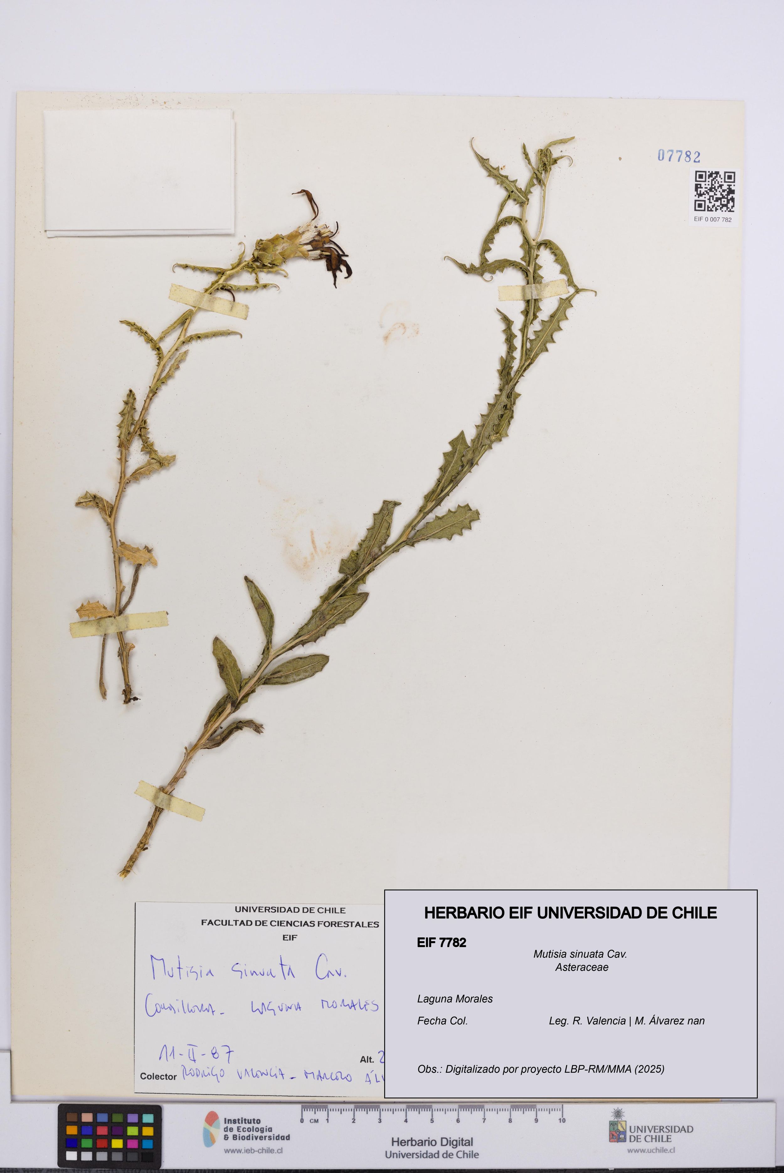Mutisia sinuata [Espécimen: ]
