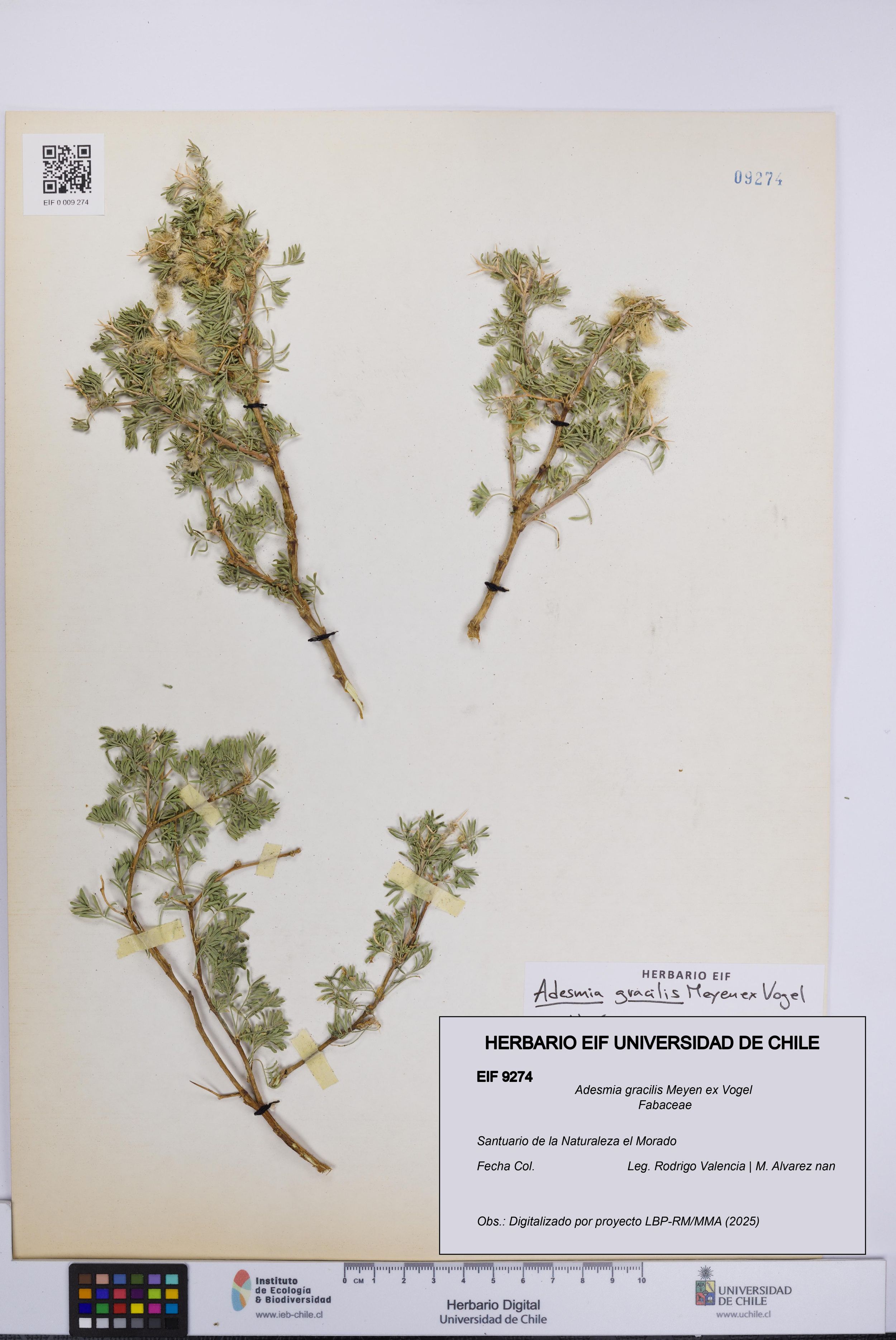 Adesmia gracilis [Espécimen: ]
