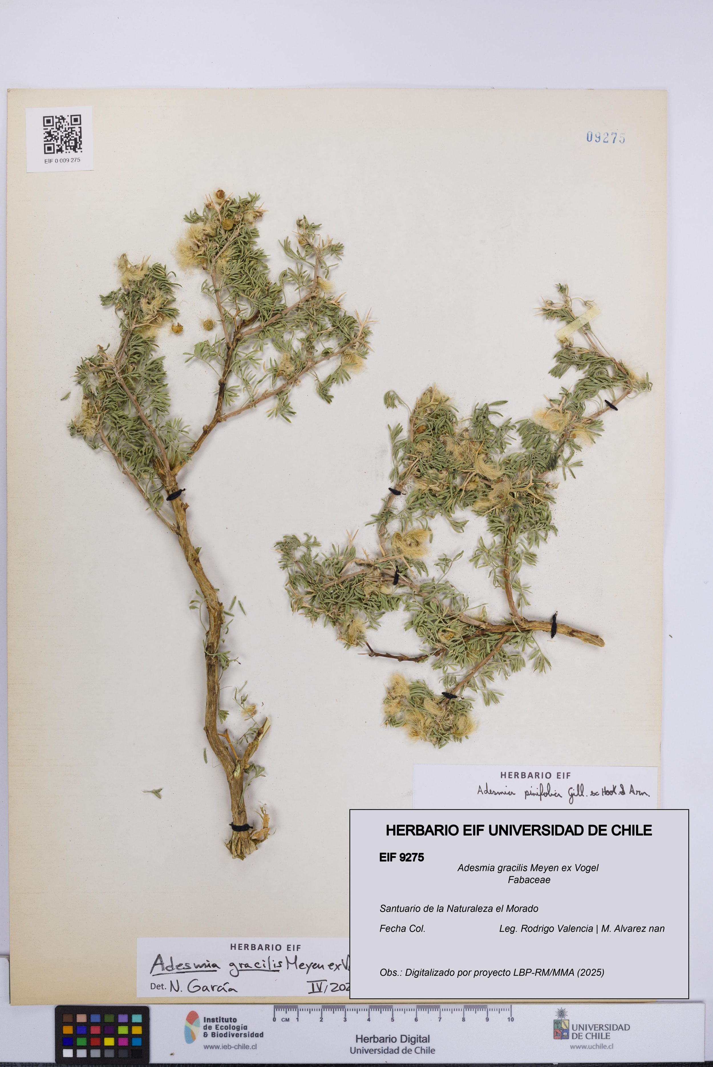 Adesmia gracilis [Espécimen: ]
