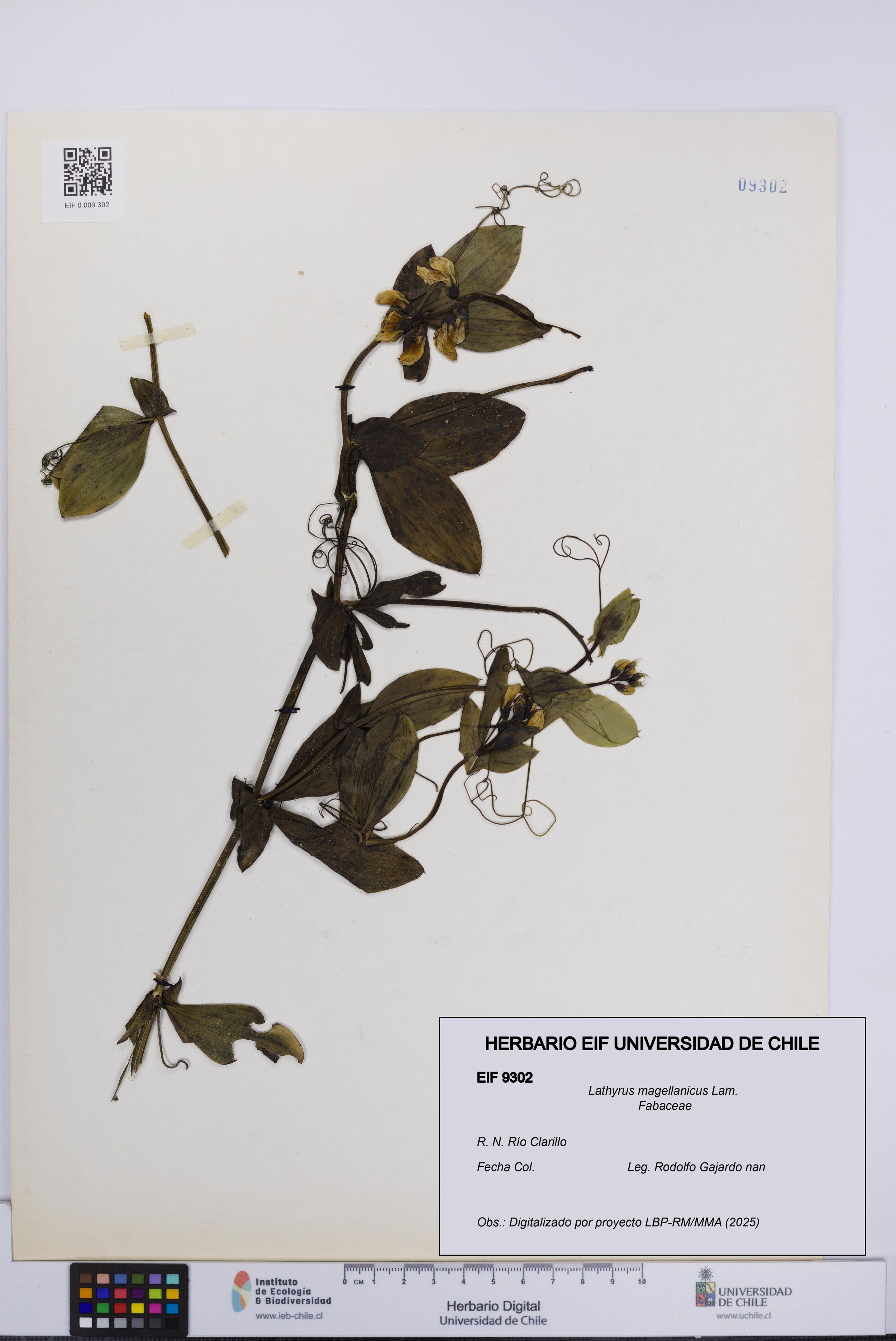 Lathyrus magellanicus [Espécimen: ]