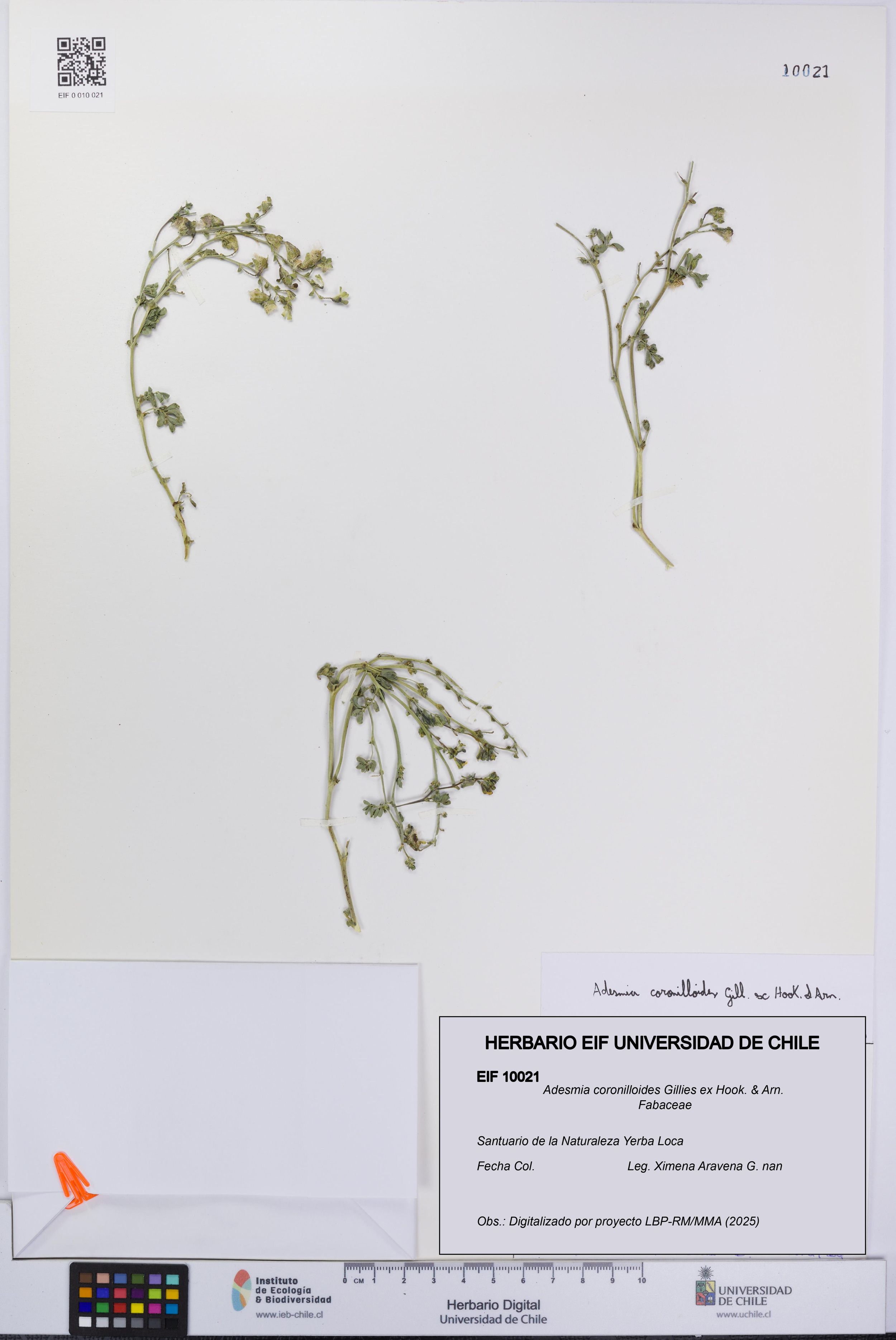 Adesmia coronilloides [Espécimen: ]