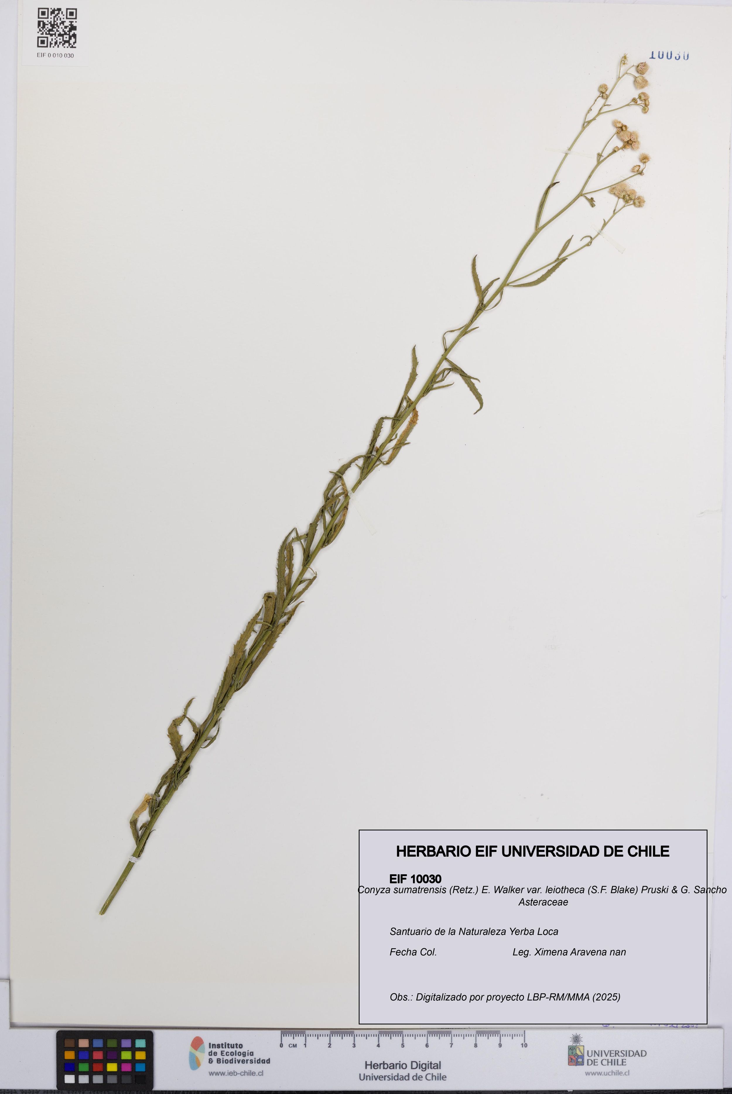 Conyza sumatrensis var. leiotheca [Espécimen: ]