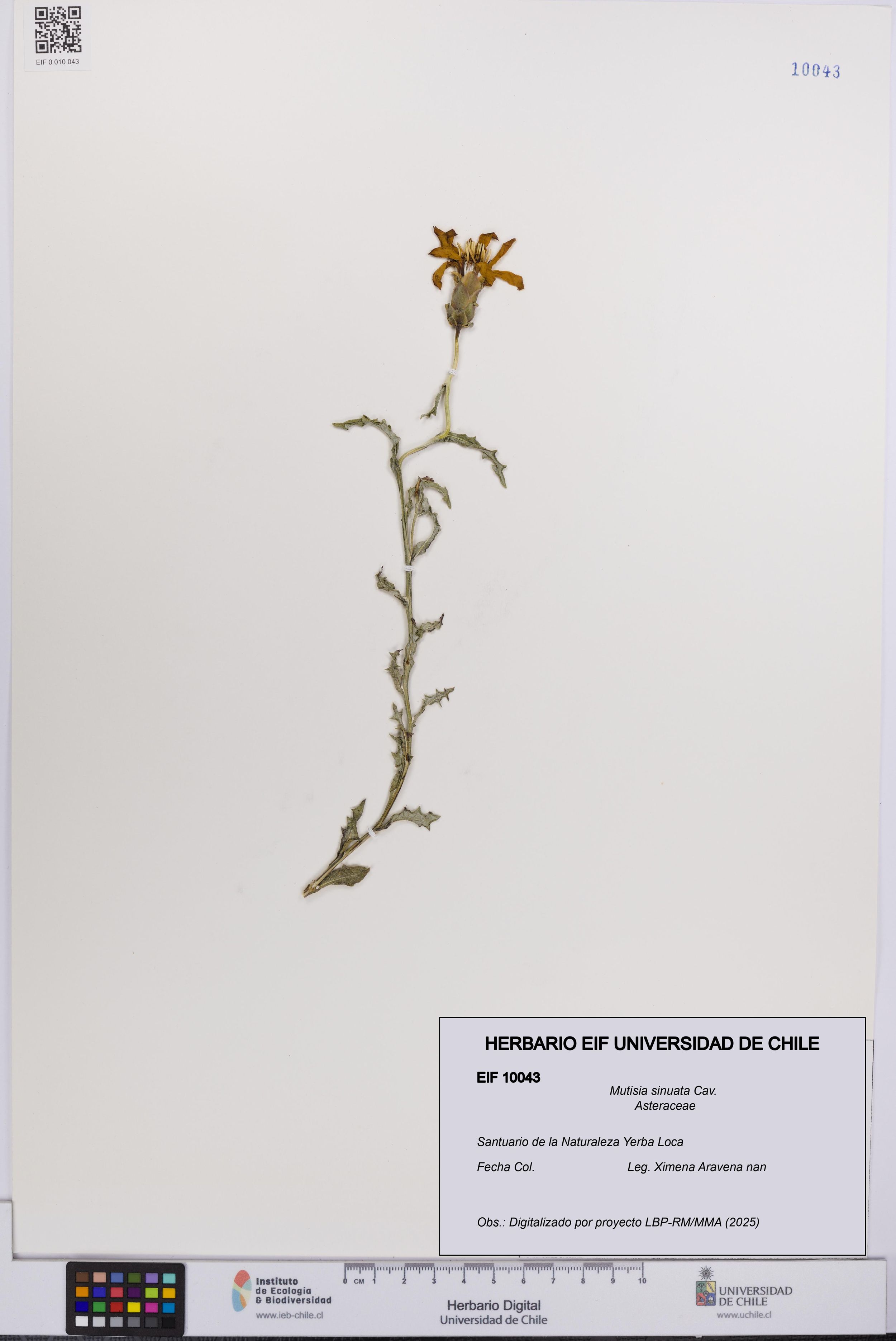 Mutisia sinuata [Espécimen: ]