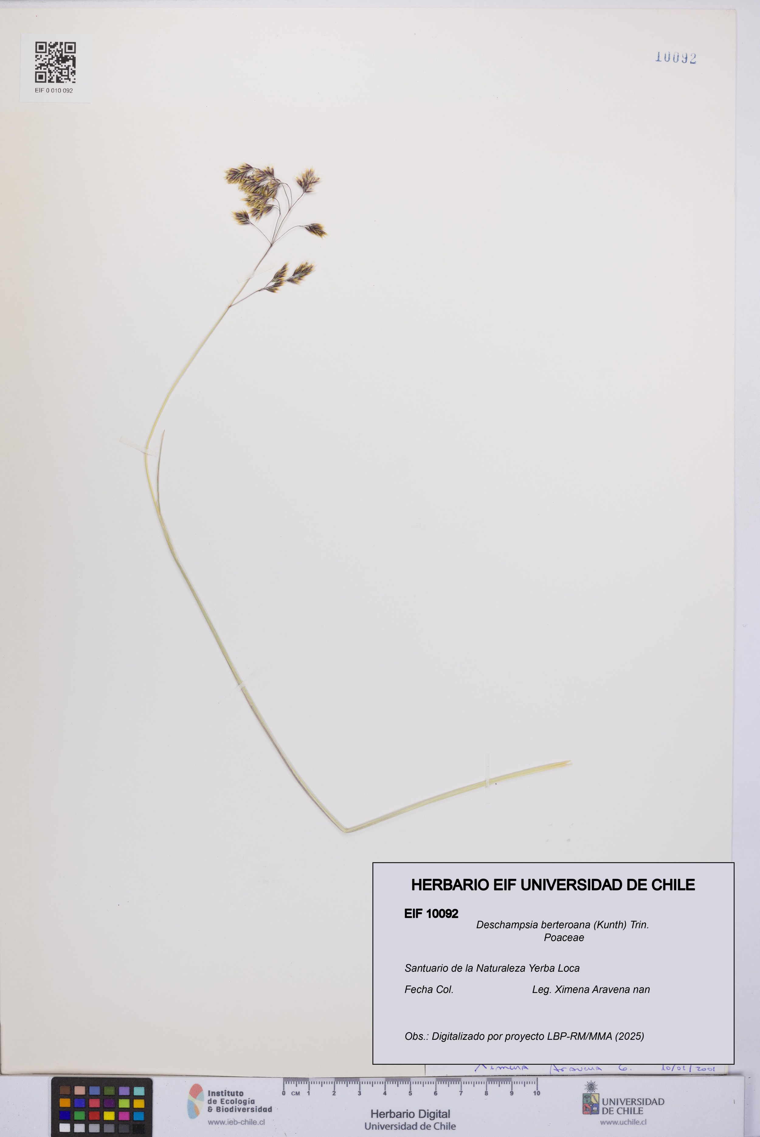 Deschampsia berteroana [Espécimen: ]