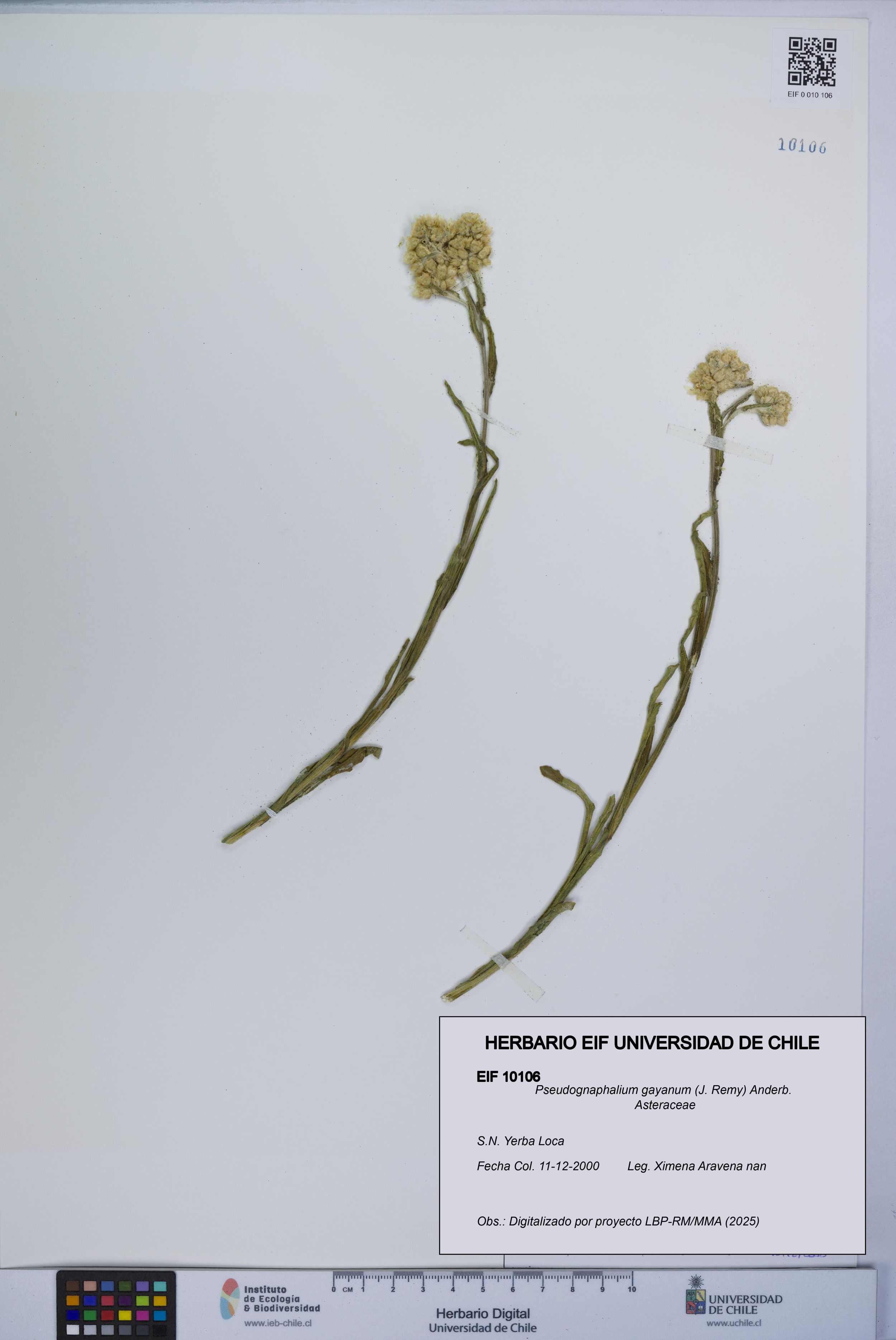 Pseudognaphalium gayanum [Espécimen: ]