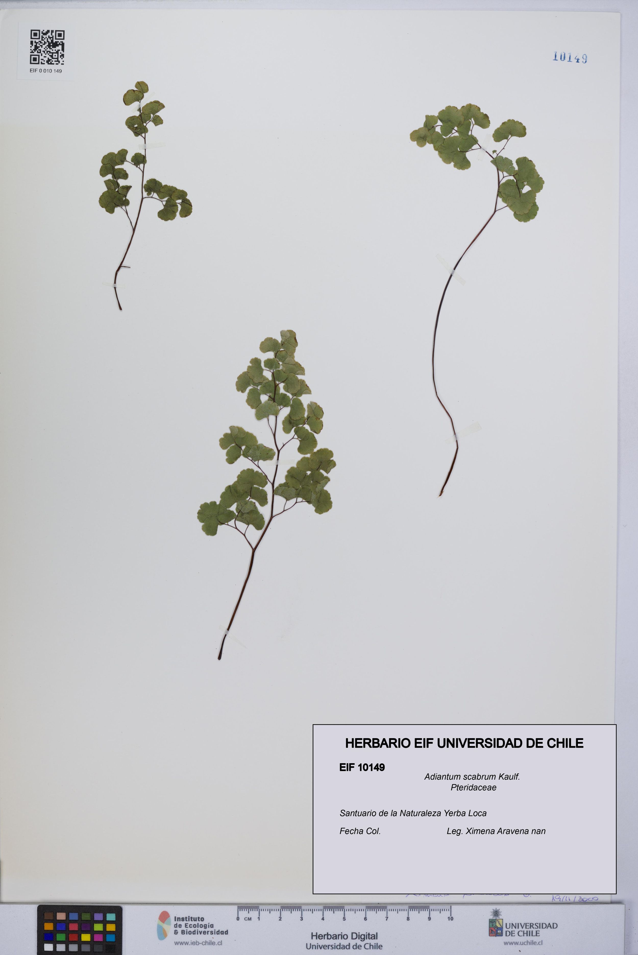 Adiantum scabrum [Espécimen: ]