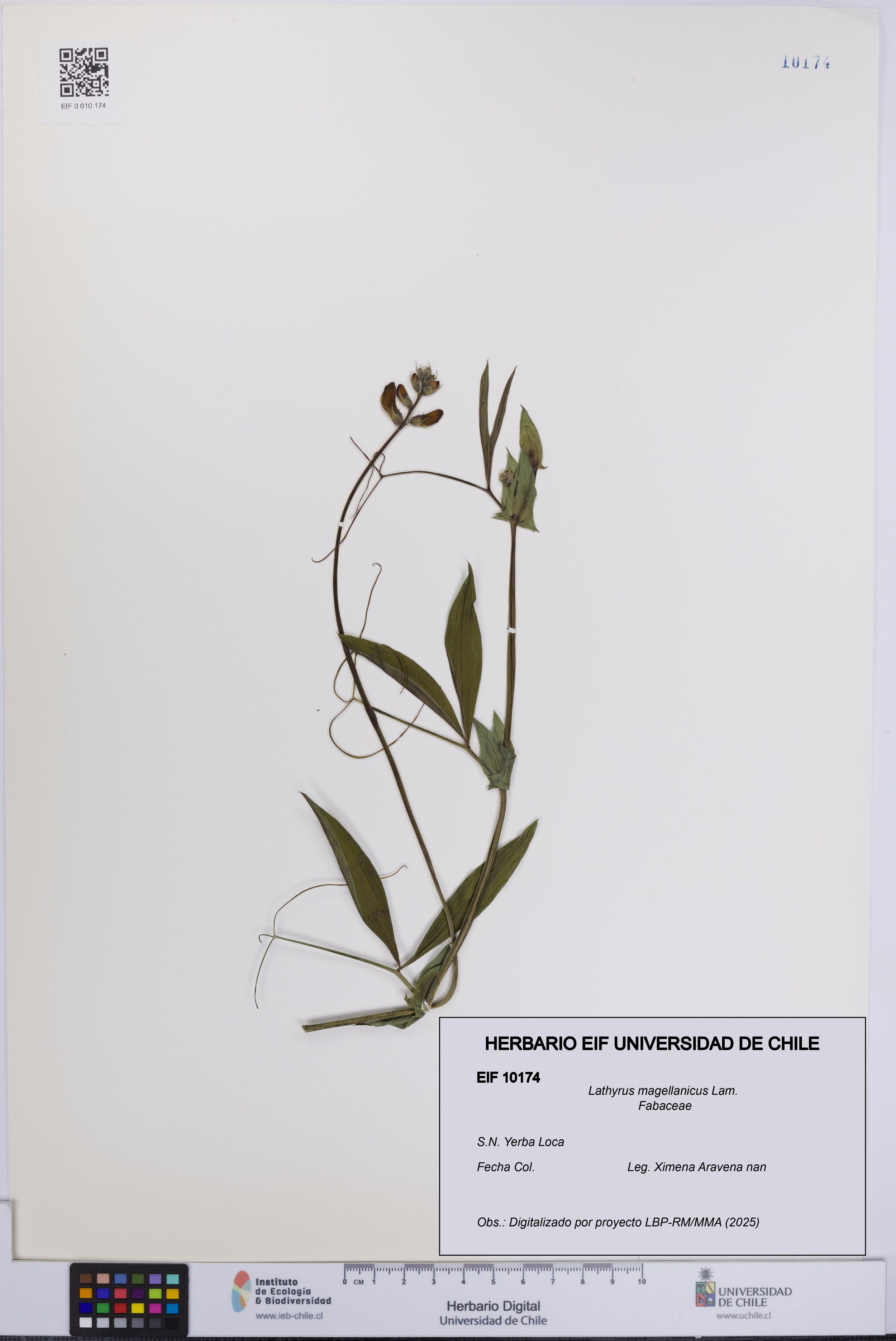 Lathyrus magellanicus [Espécimen: ]