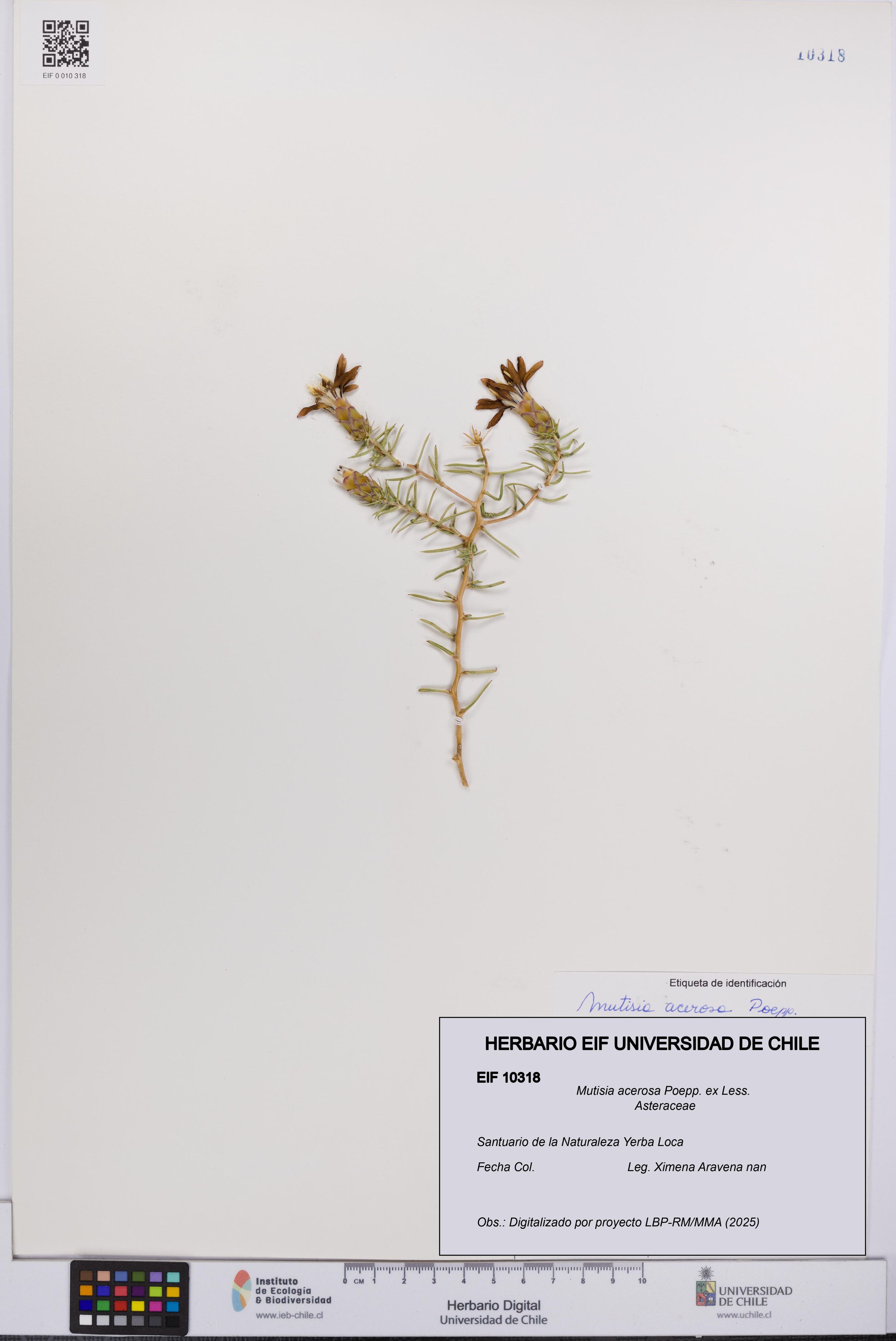 Mutisia acerosa [Espécimen: ]