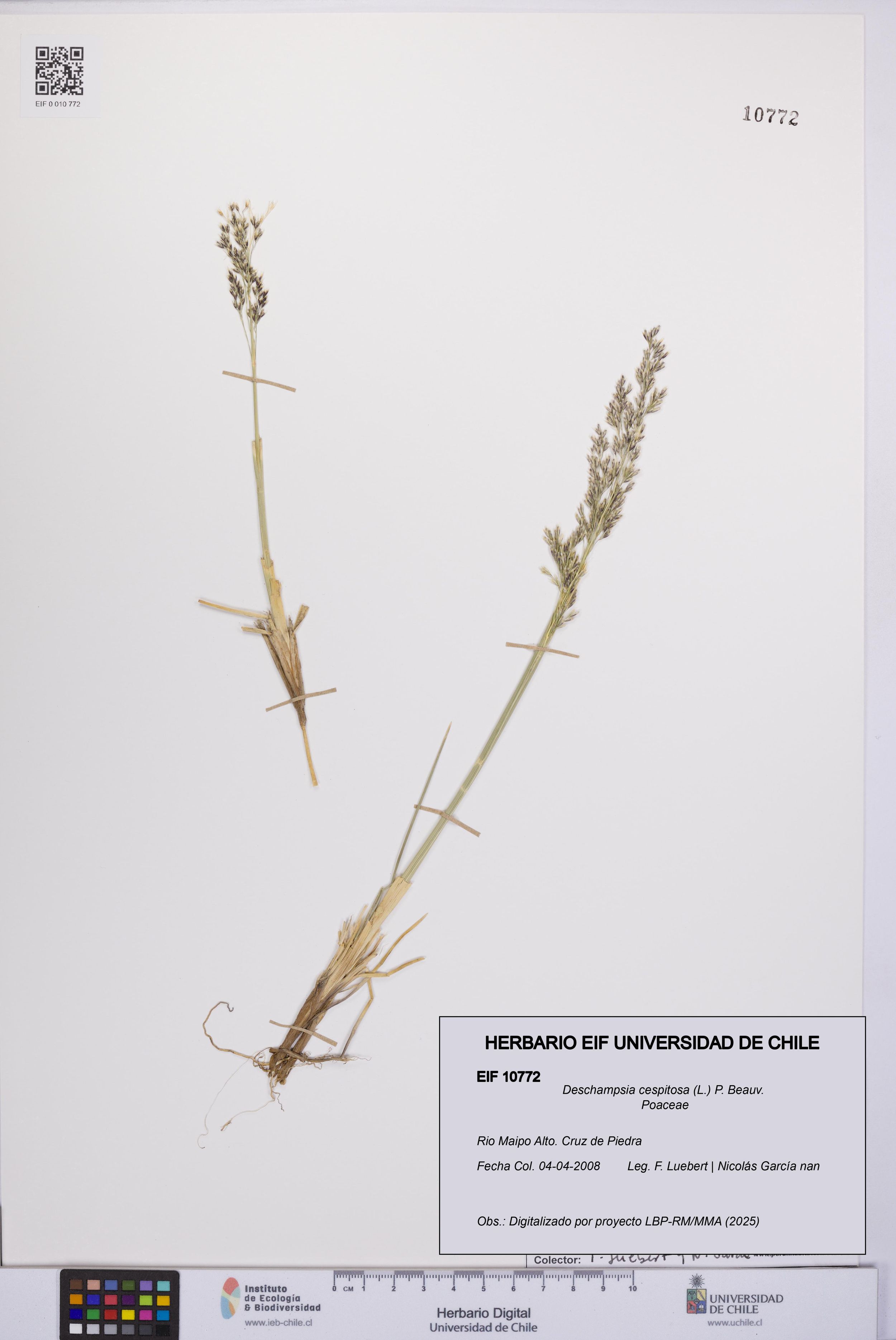 Deschampsia cespitosa [Espécimen: ]