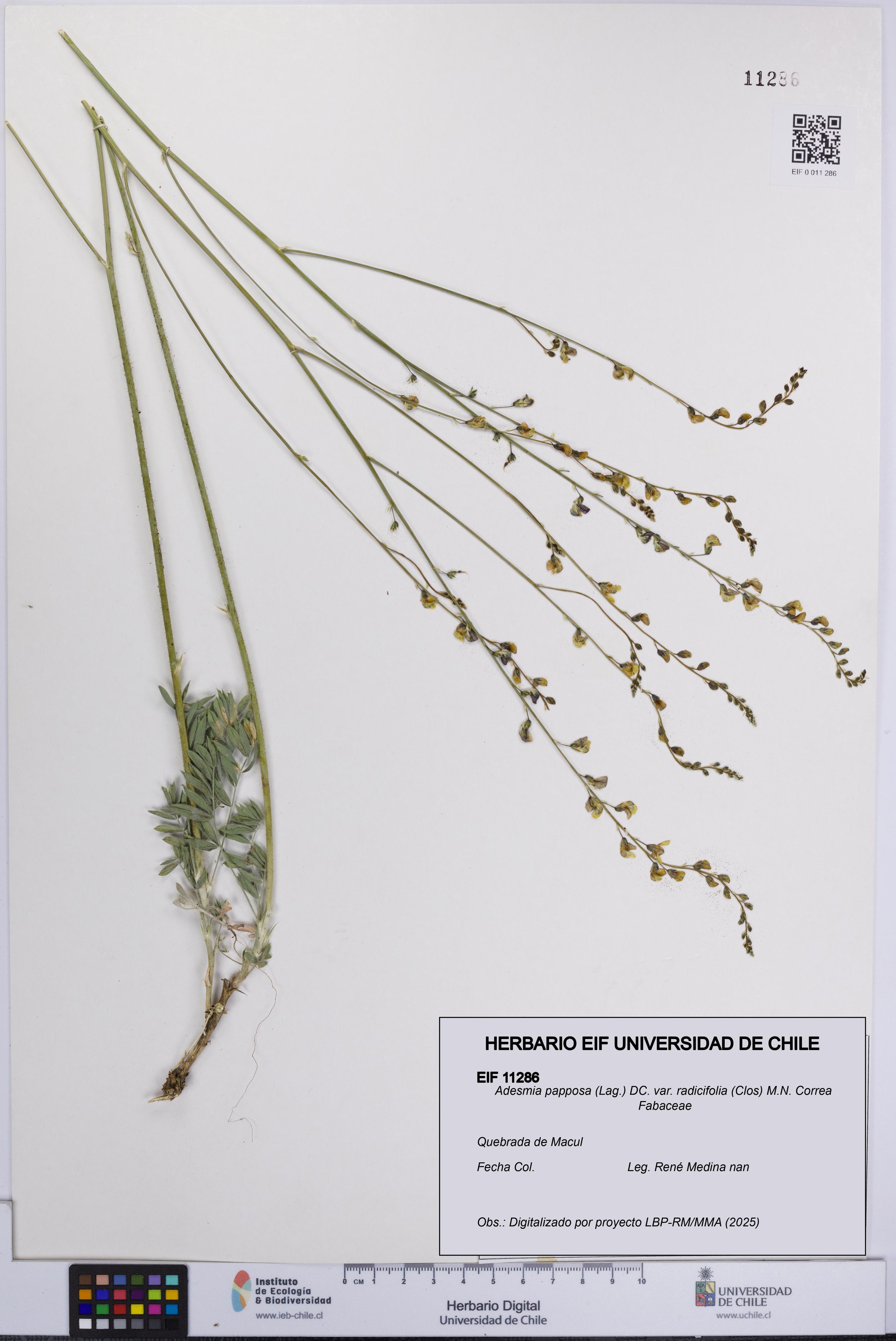 Adesmia papposa var. radicifolia [Espécimen: ]