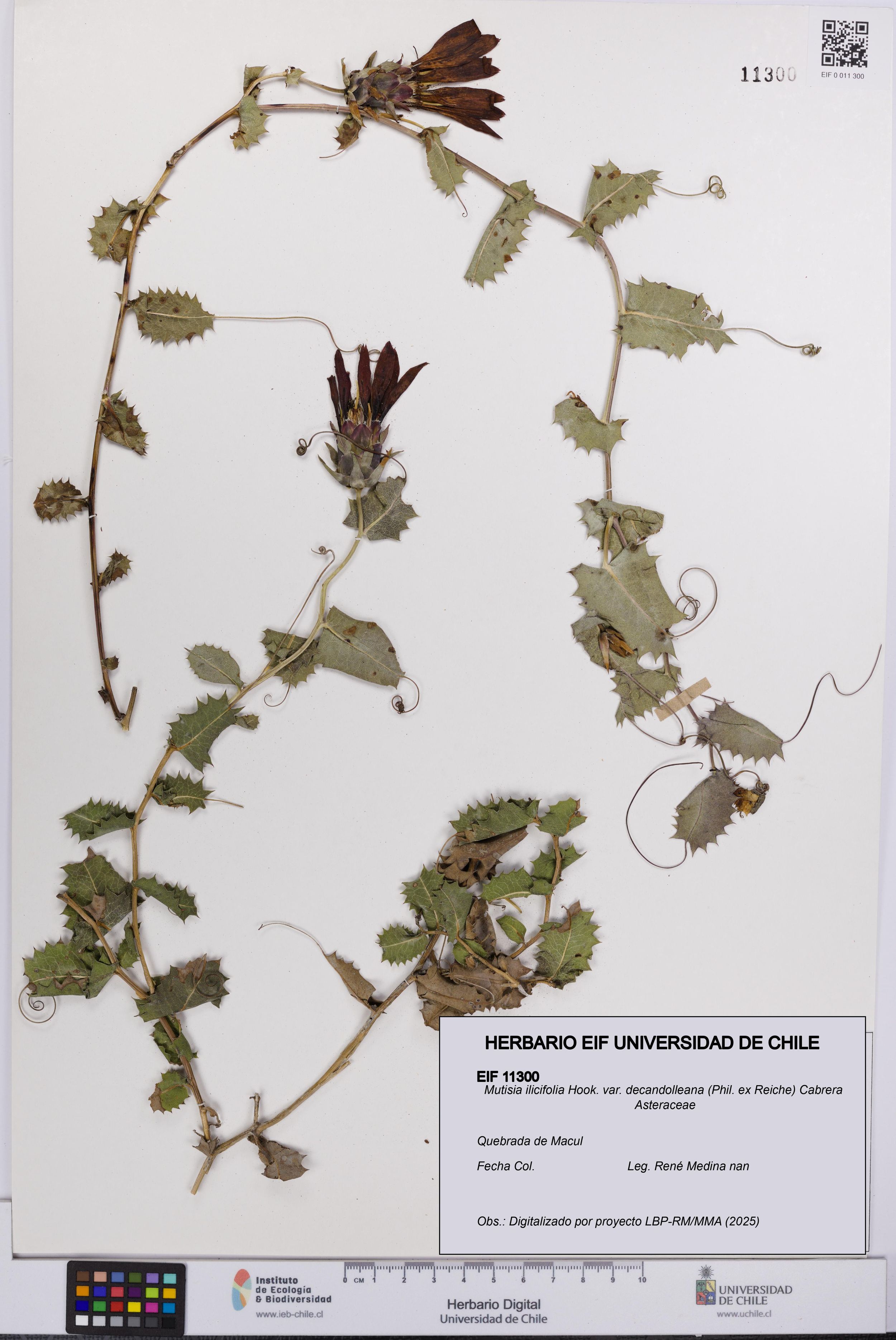 Mutisia ilicifolia var. decandolleana [Espécimen: ]