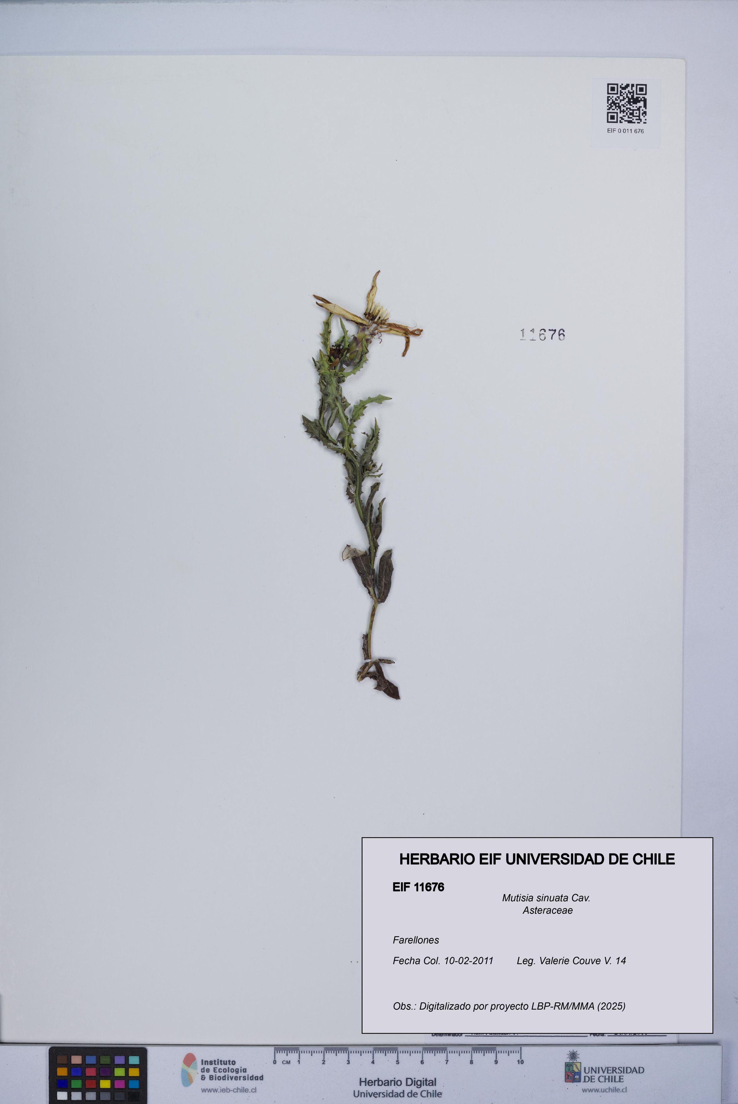 Mutisia sinuata [Espécimen: ]