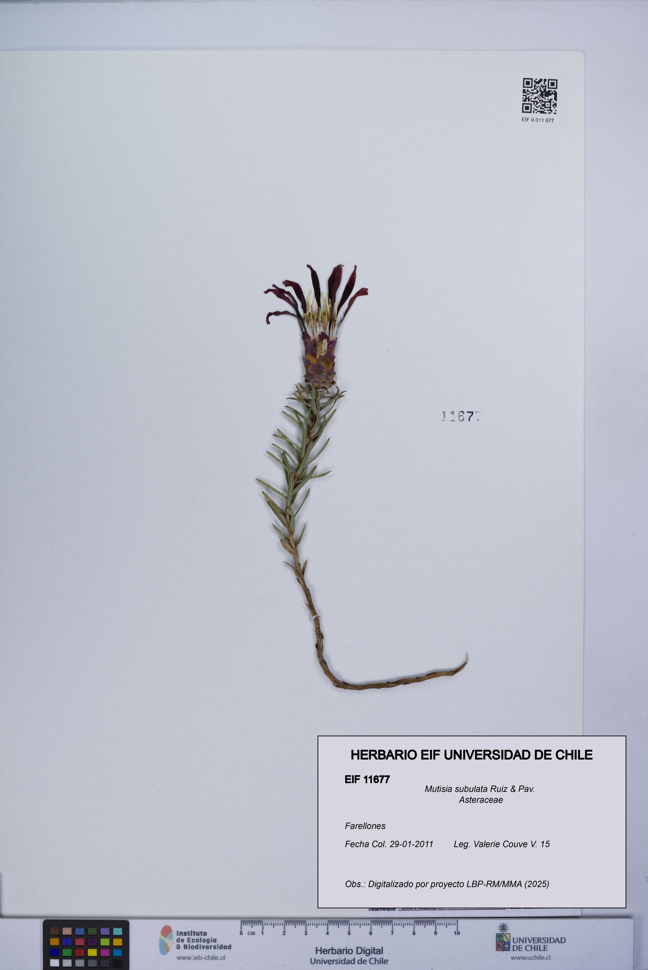Mutisia subulata [Espécimen: ]