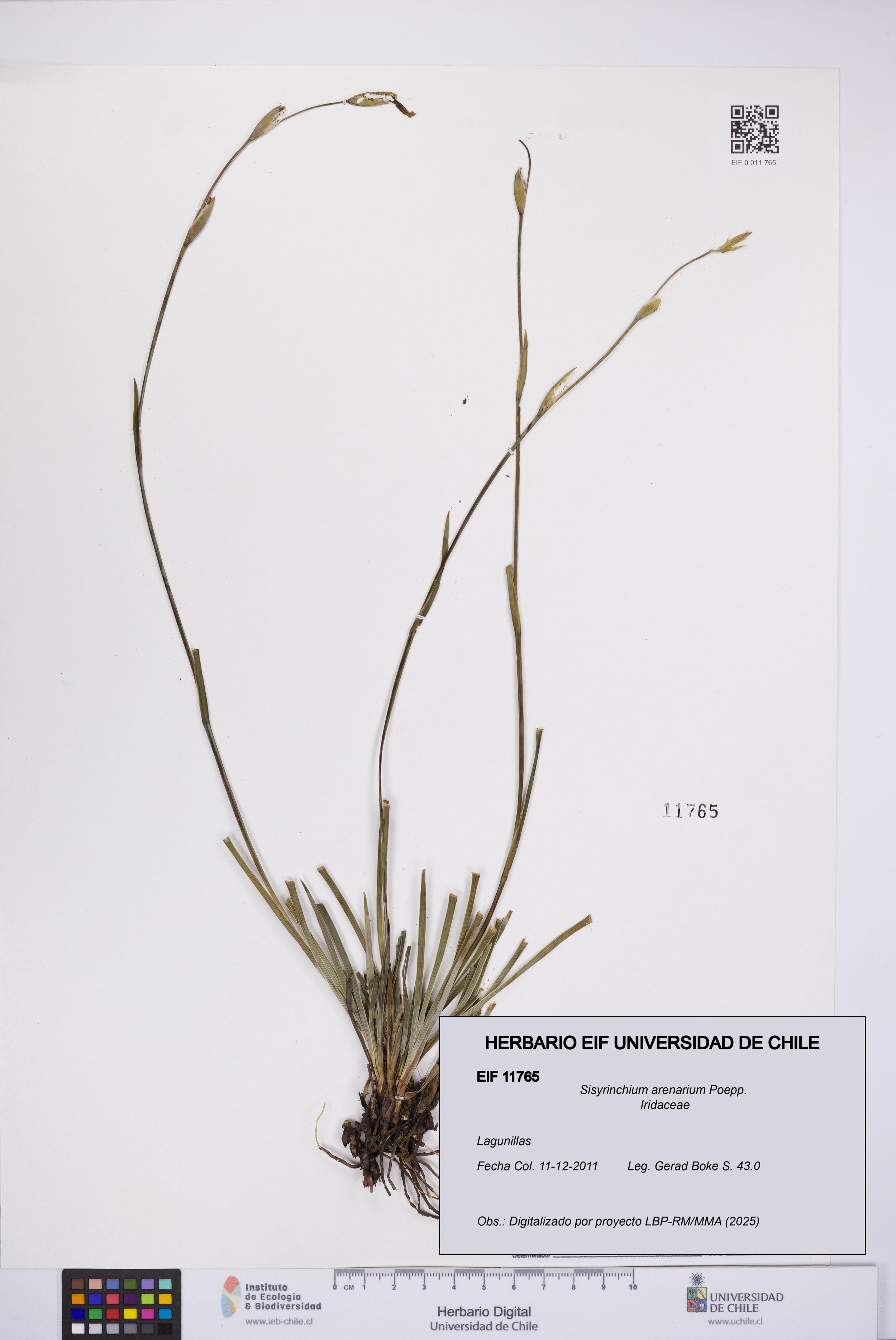Sisyrinchium arenarium [Espécimen: ]
