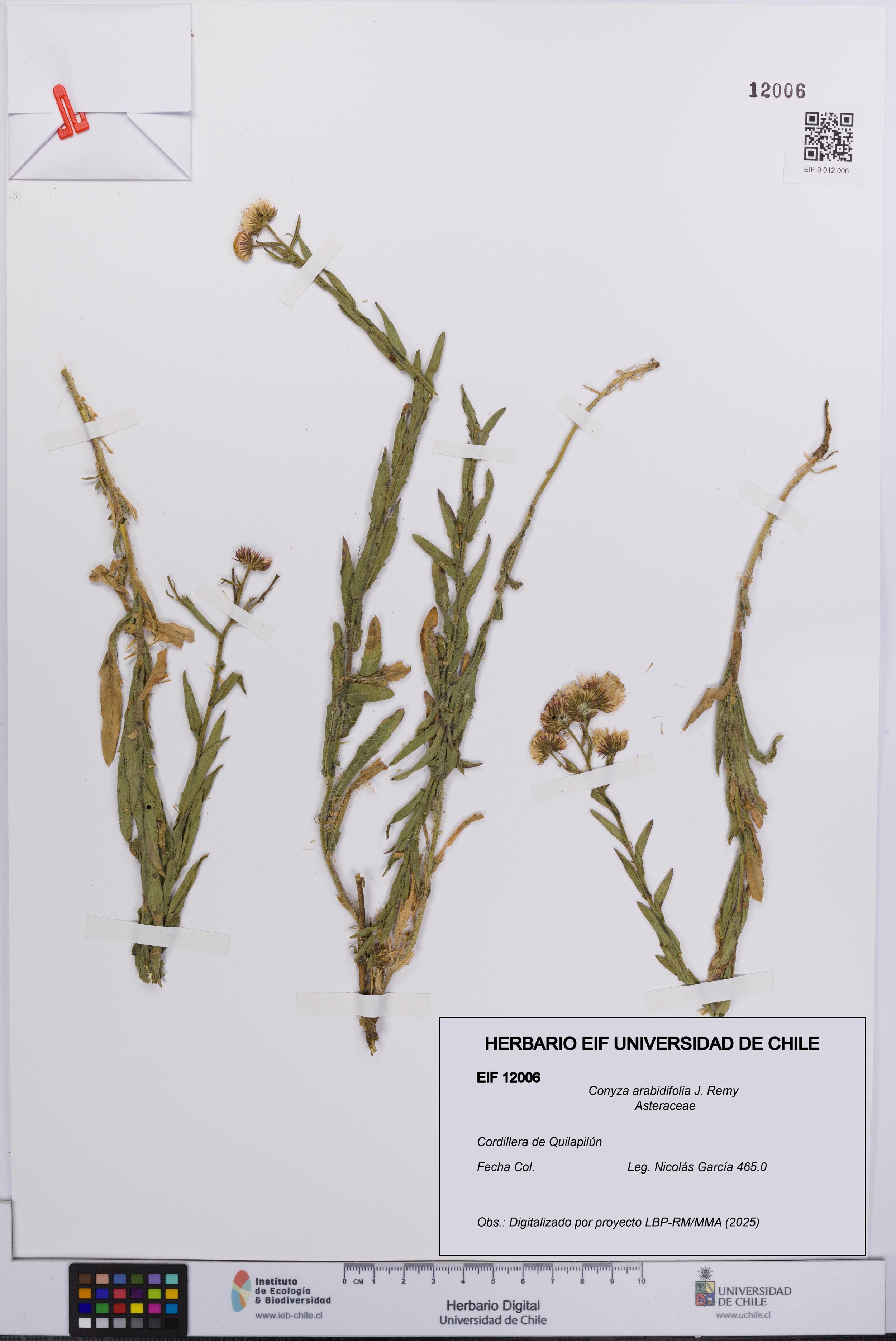 Conyza arabidifolia [Espécimen: ]