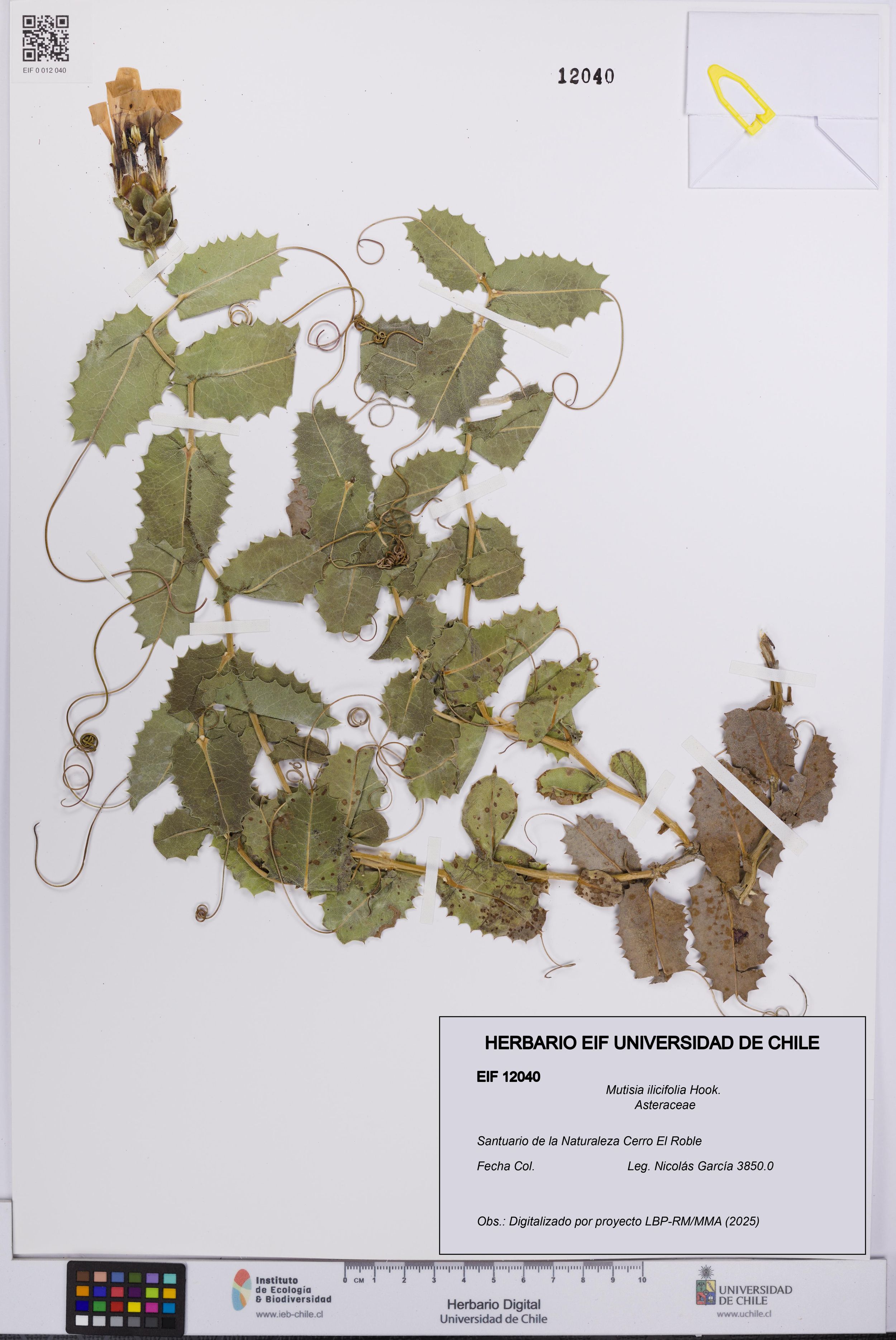 Mutisia ilicifolia [Espécimen: ]