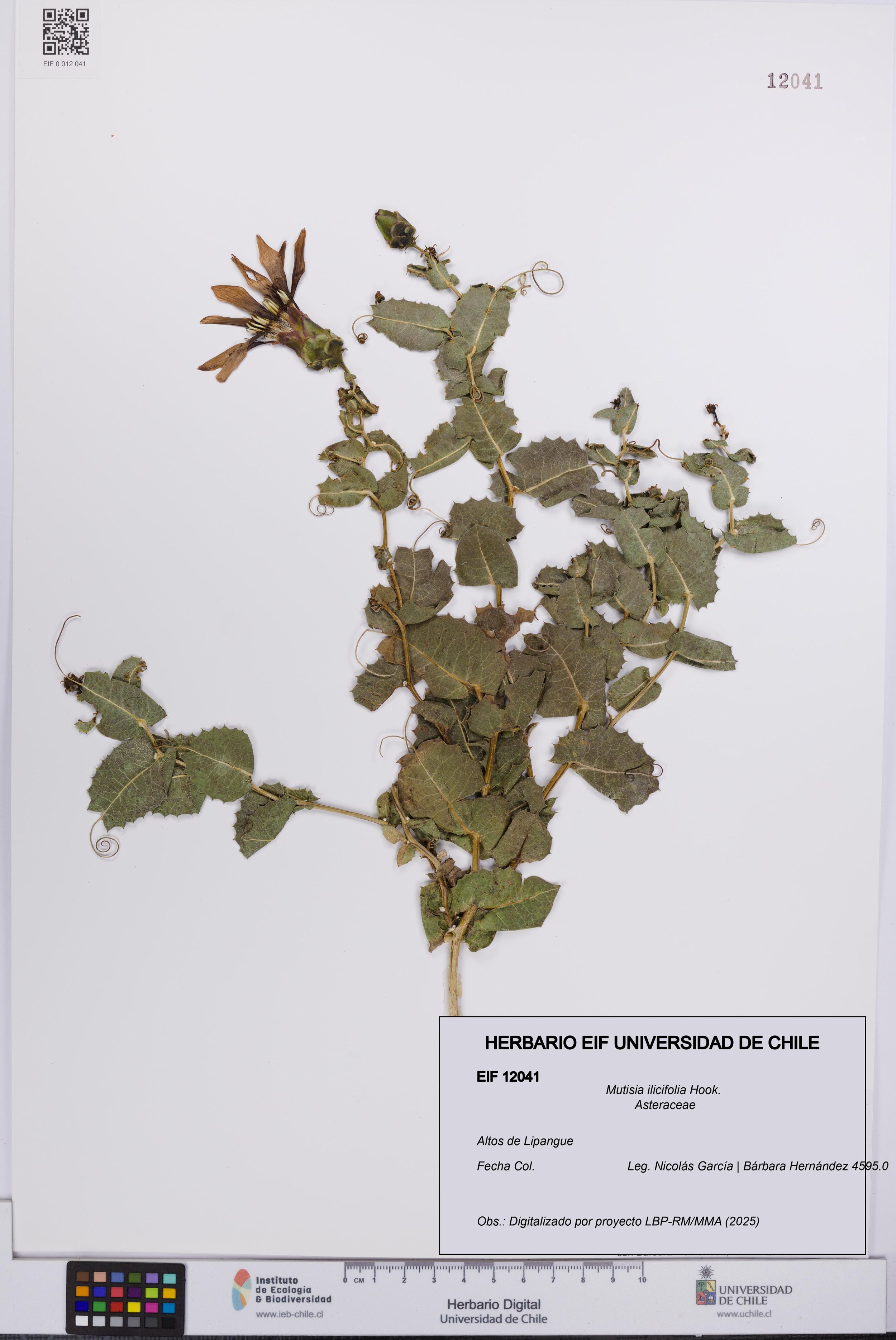 Mutisia ilicifolia [Espécimen: ]
