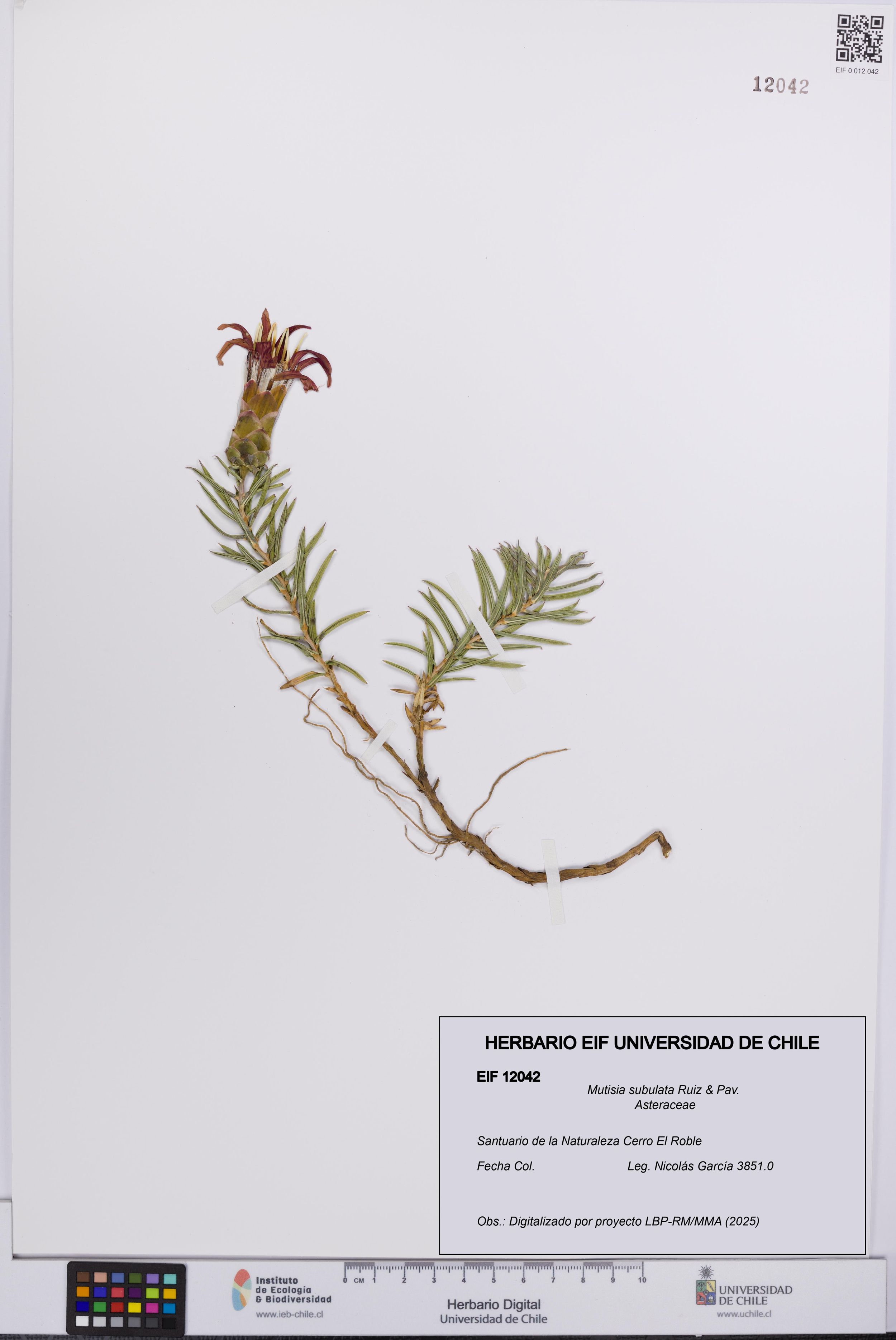 Mutisia subulata [Espécimen: ]