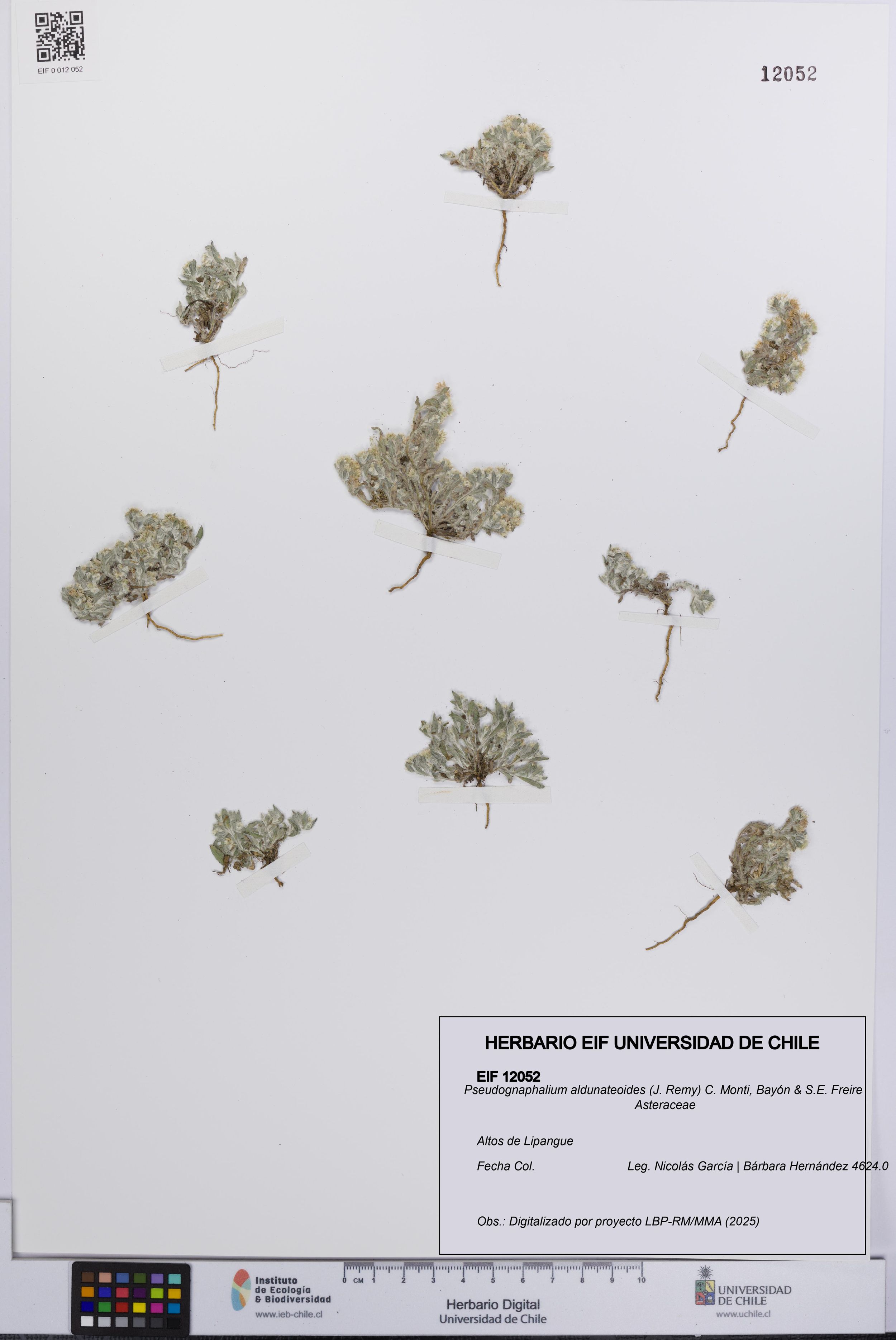 Pseudognaphalium aldunateoides [Espécimen: ]