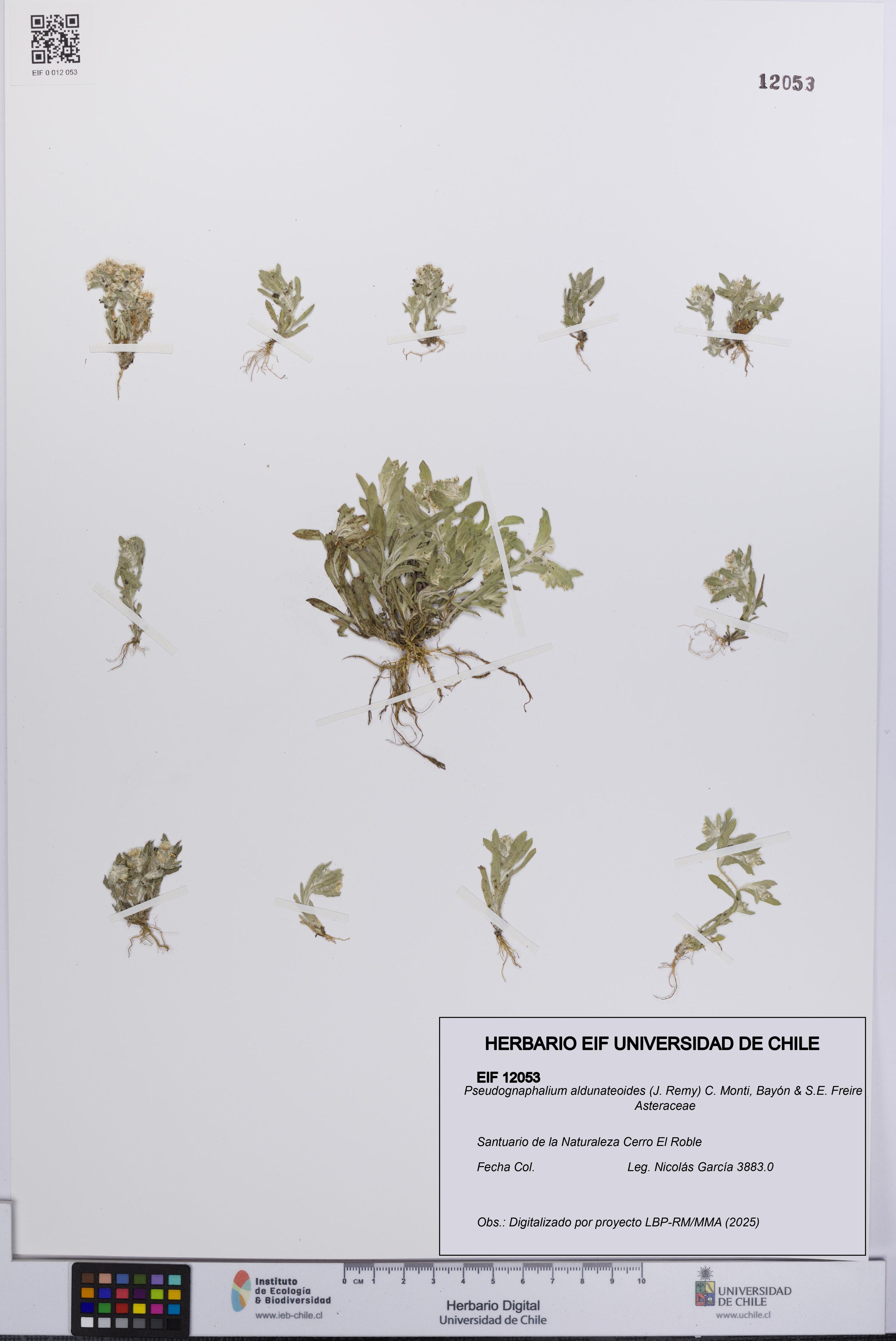 Pseudognaphalium aldunateoides [Espécimen: ]