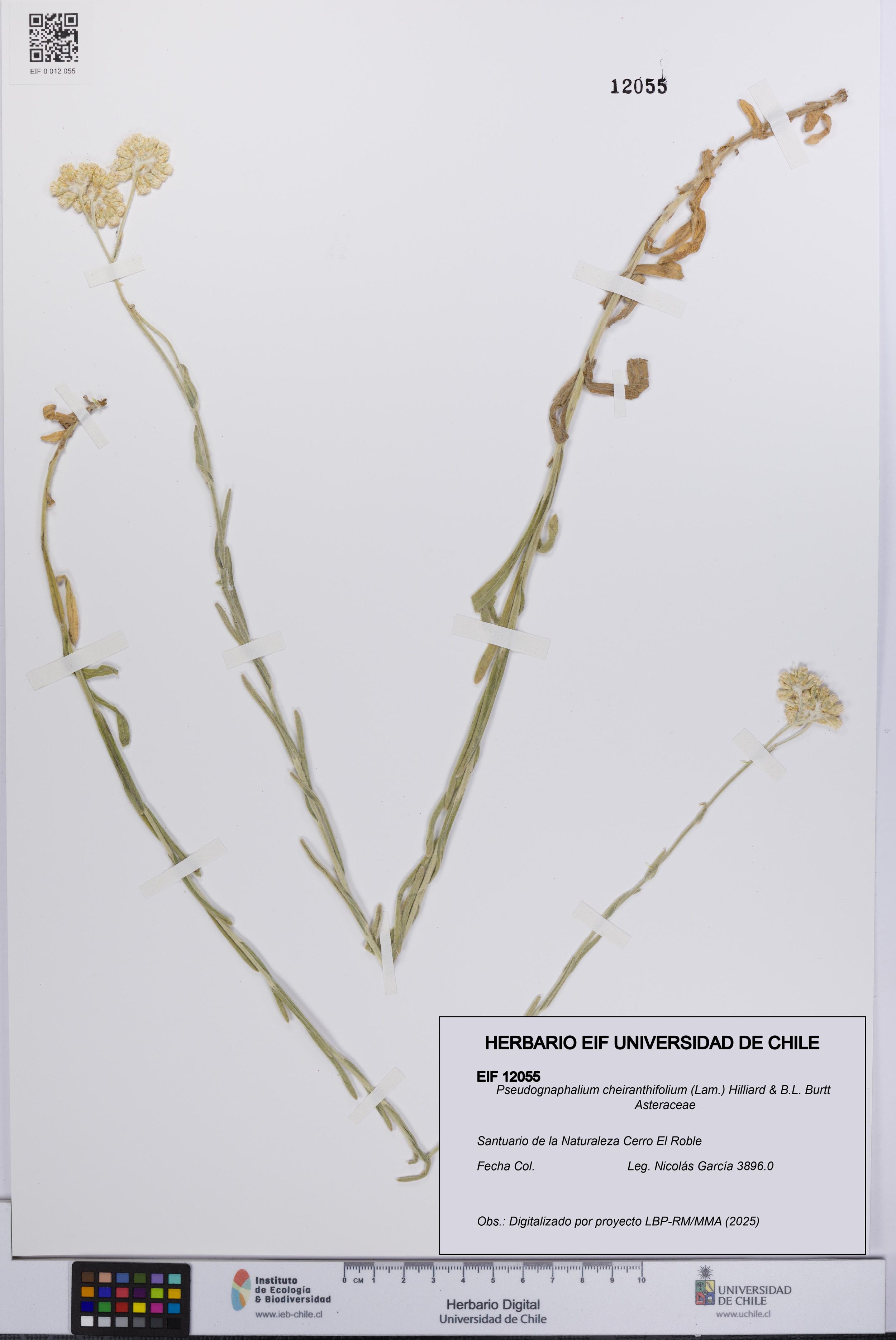 Pseudognaphalium cheiranthifolium [Espécimen: ]