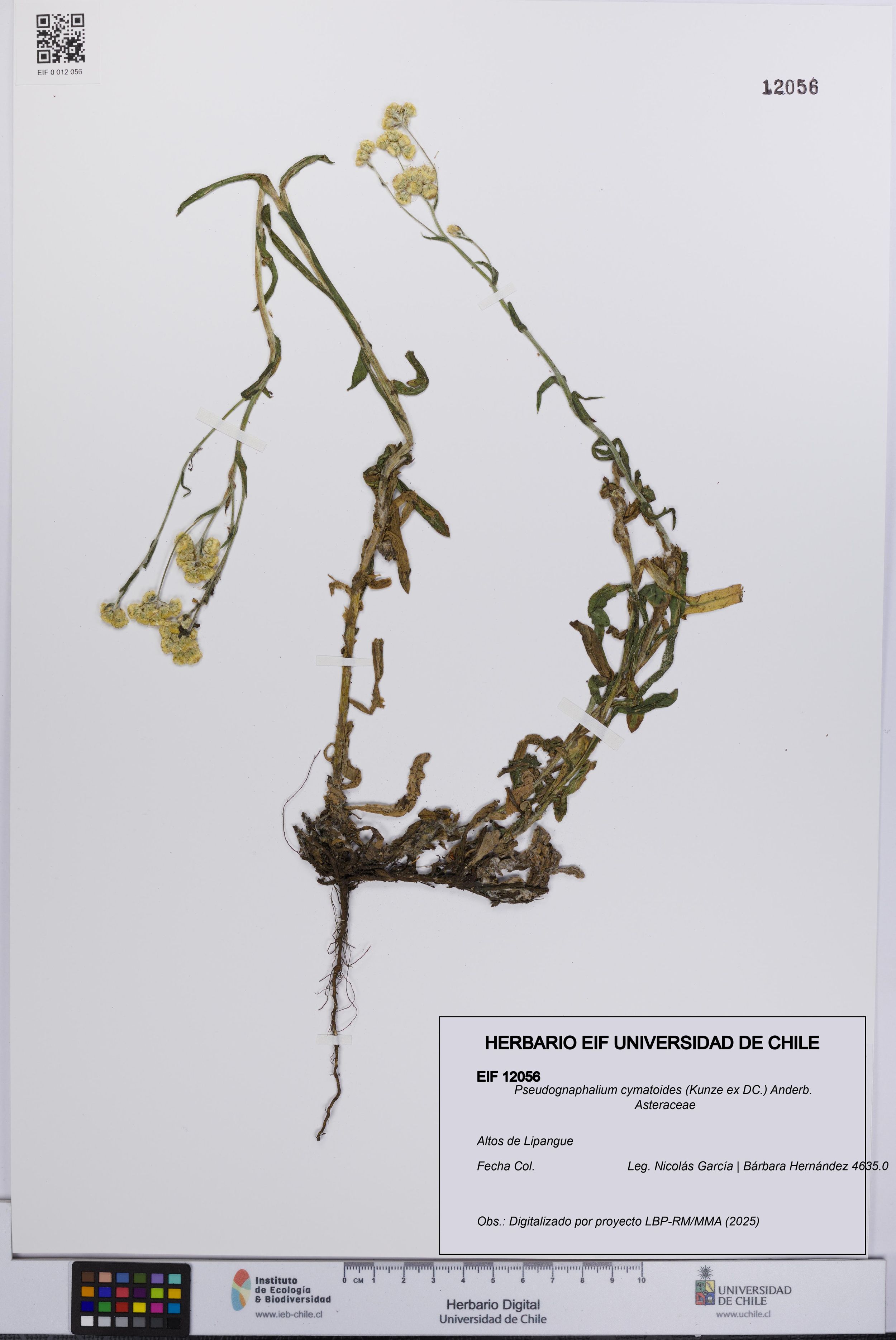Pseudognaphalium cymatoides [Espécimen: ]