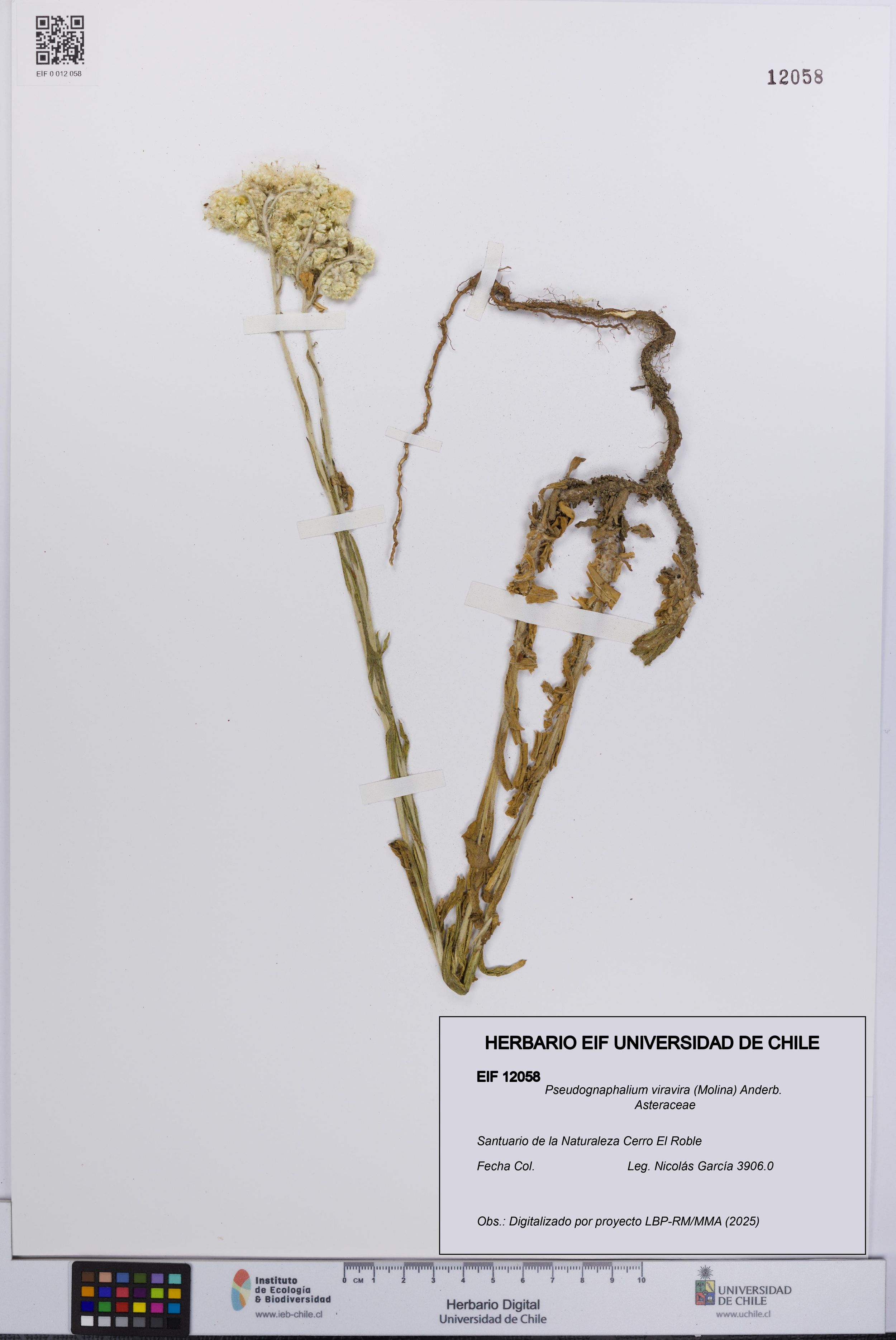 Pseudognaphalium viravira [Espécimen: ]