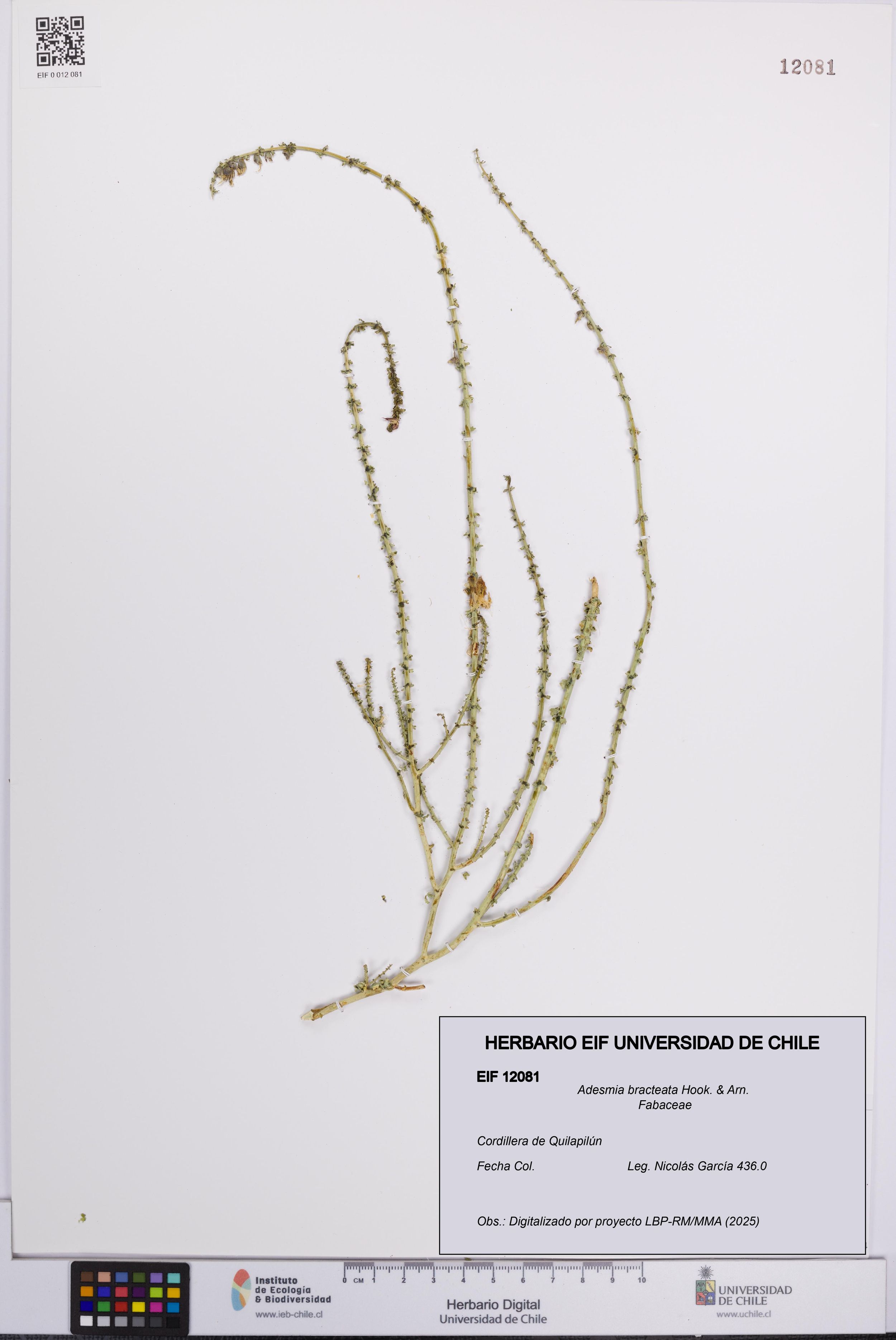 Adesmia bracteata [Espécimen: ]