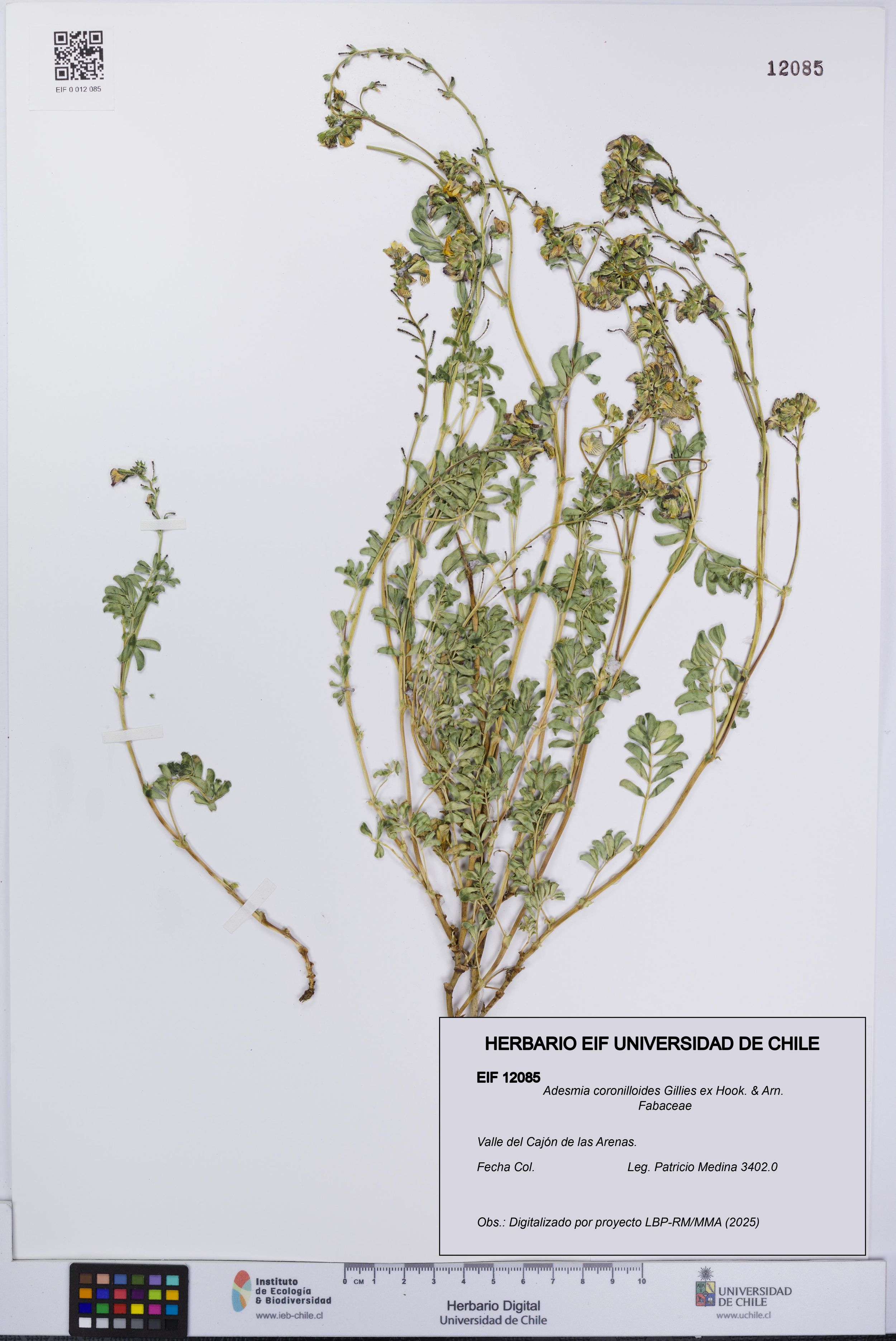 Adesmia coronilloides [Espécimen: ]