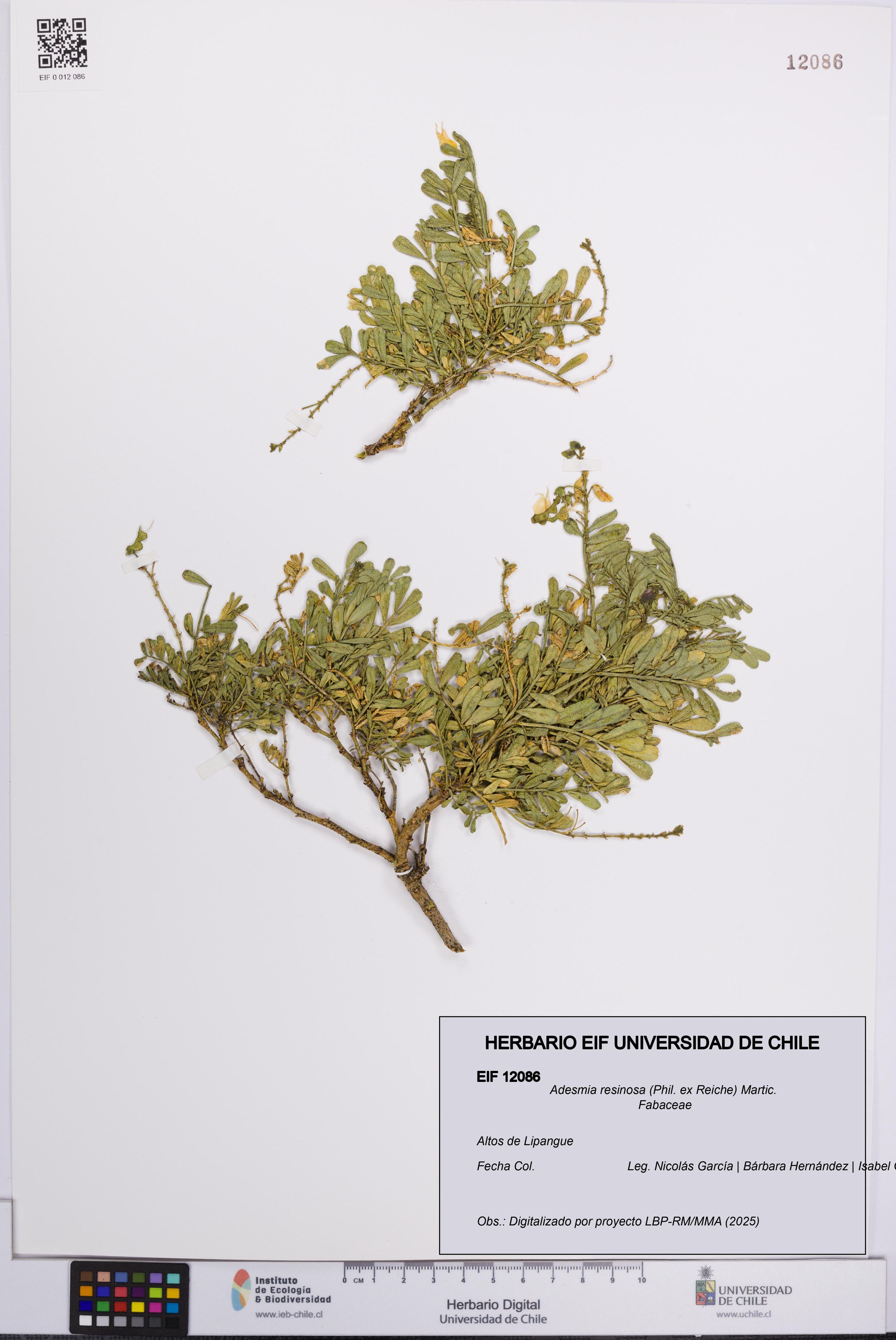 Adesmia resinosa [Espécimen: ]