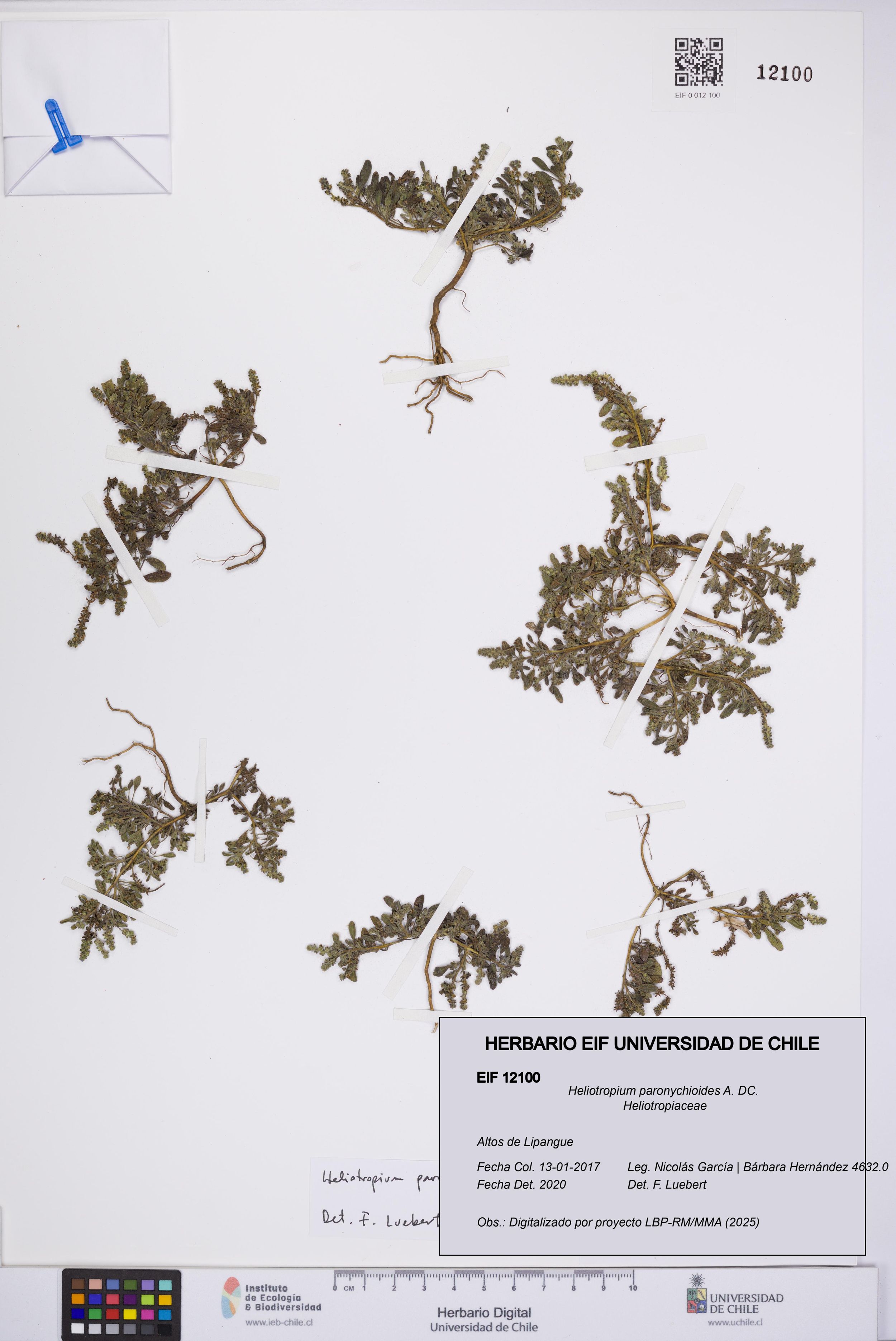 Heliotropium paronychioides [Espécimen: ]