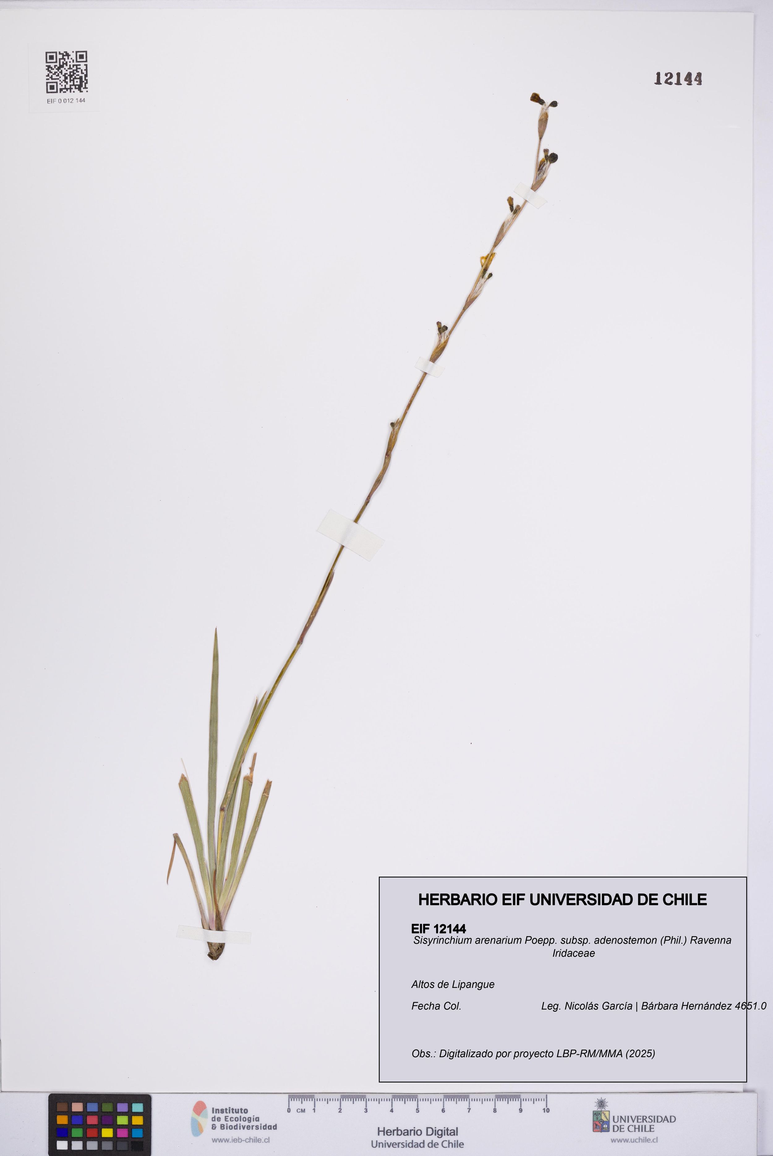 Sisyrinchium arenarium [Espécimen: ]