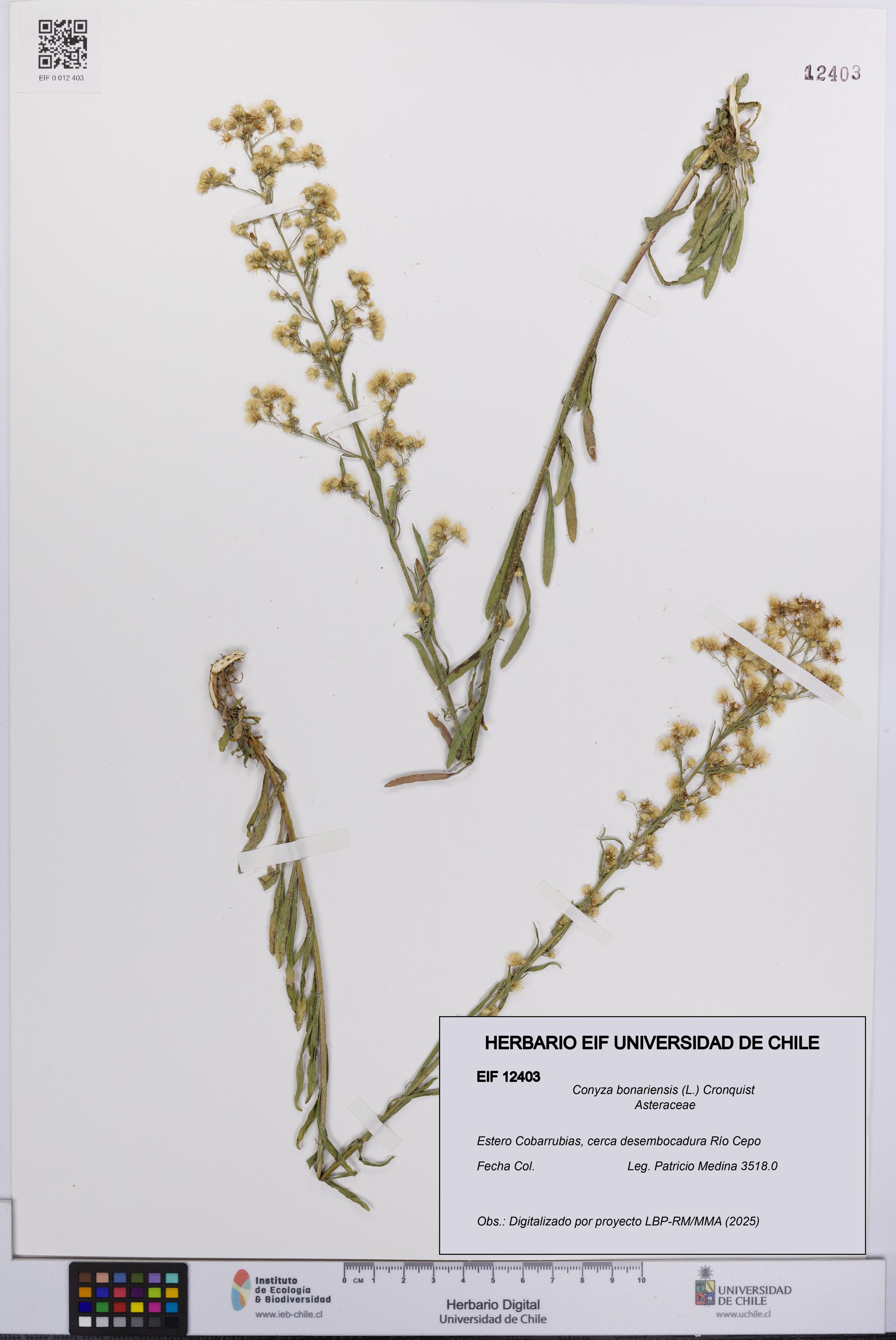 Conyza bonariensis [Espécimen: ]