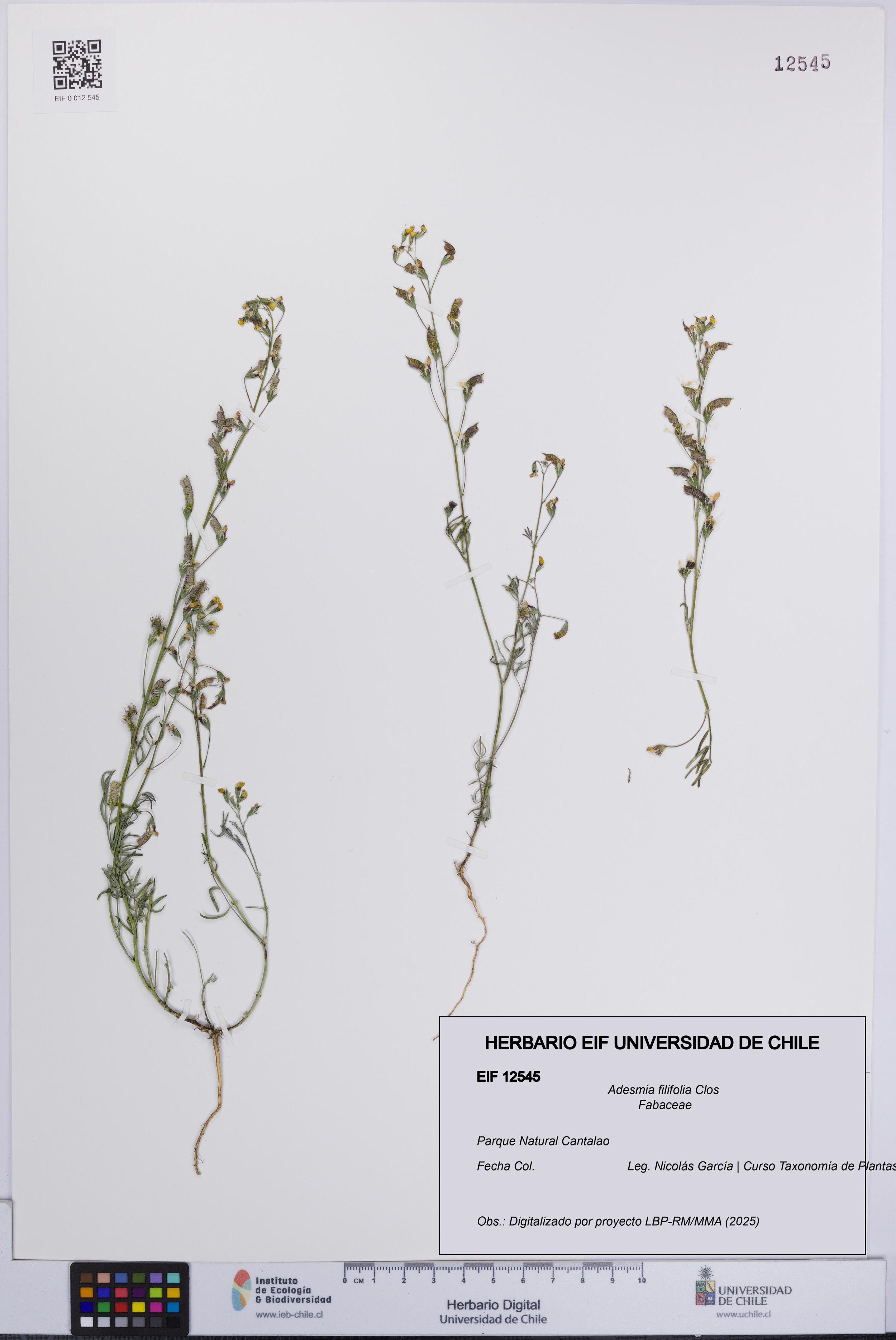Adesmia filifolia [Espécimen: ]