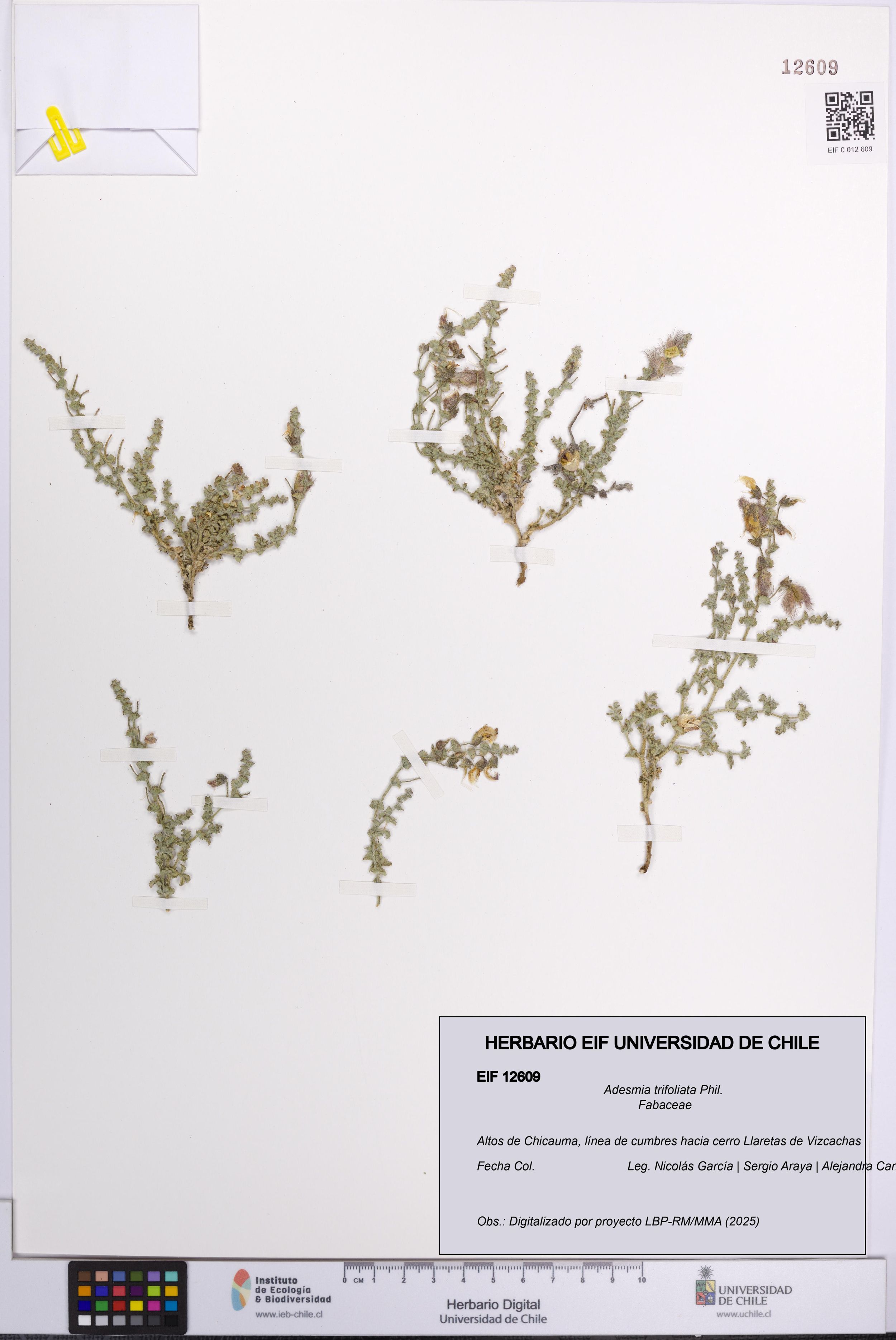 Adesmia trifoliata [Espécimen: ]