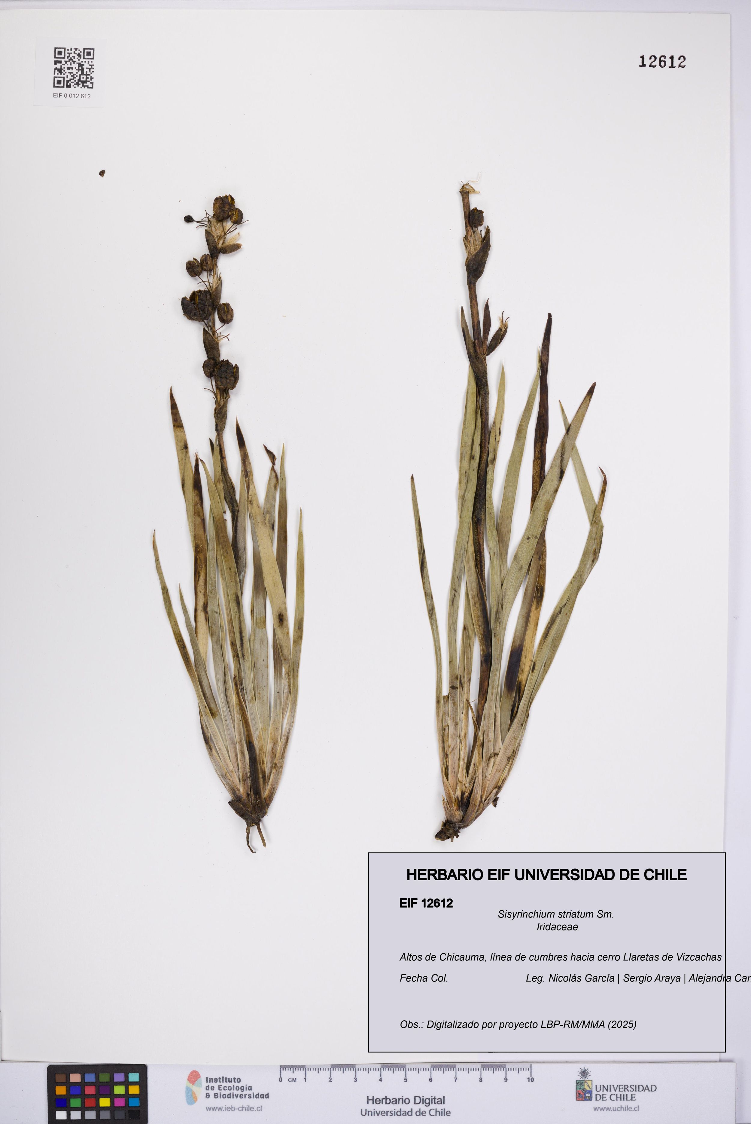 Sisyrinchium striatum [Espécimen: ]