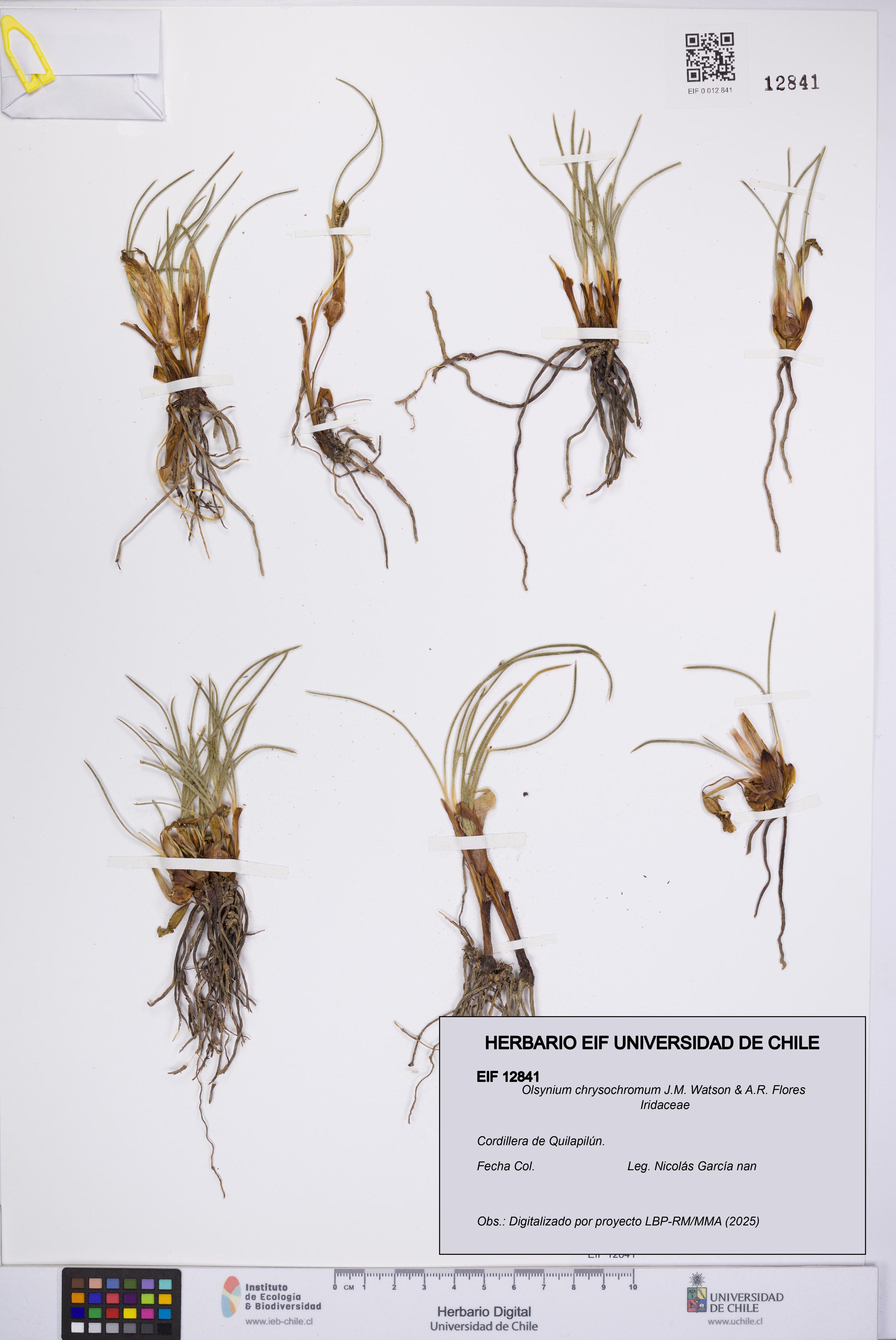 Olsynium chrysochromum [Espécimen: ]